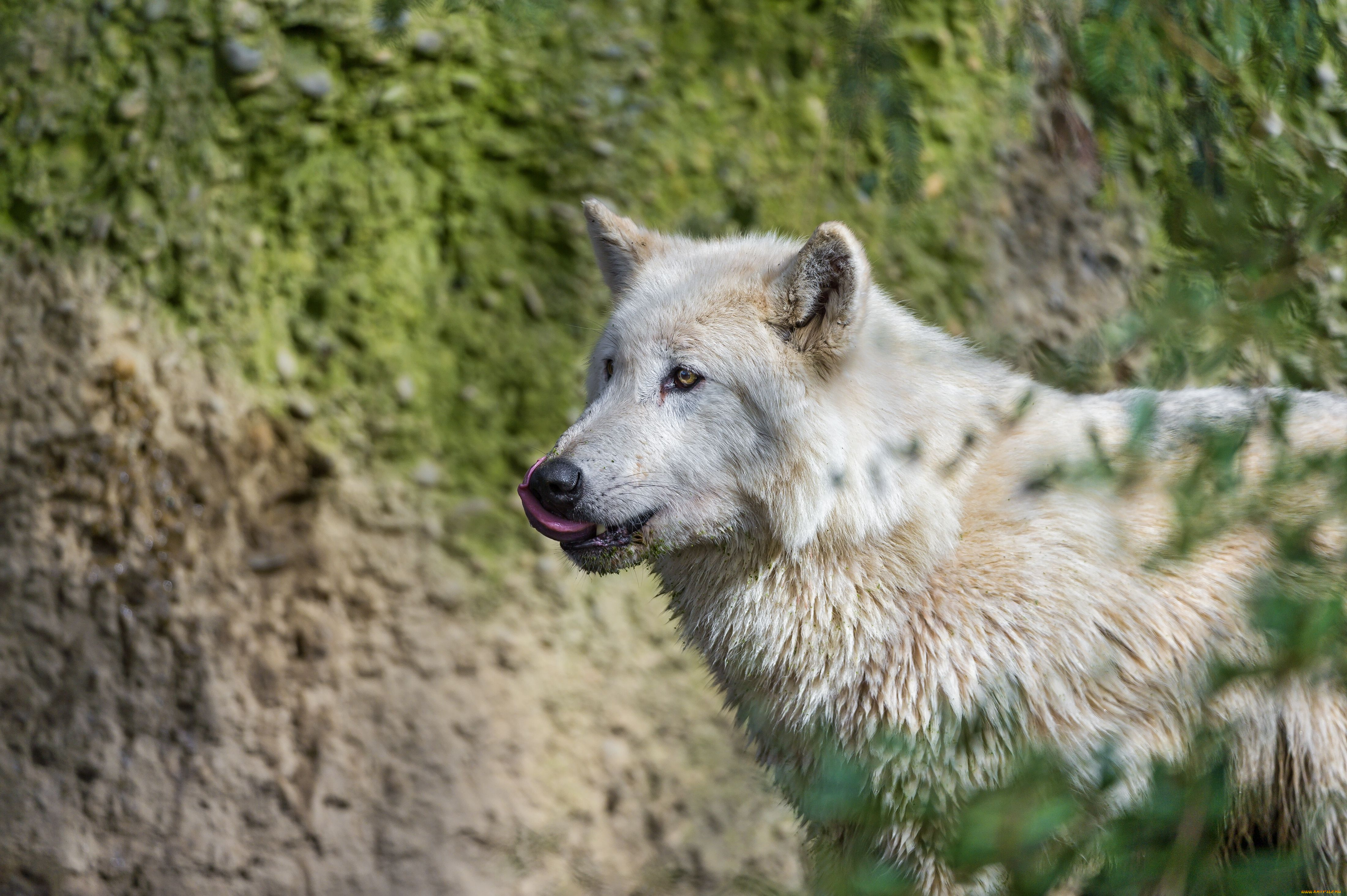 Тайцы волк. Шерстистый волк Тибет. Канис Лупус ланигер (тибетский волк). Волк фото. Волк живой.