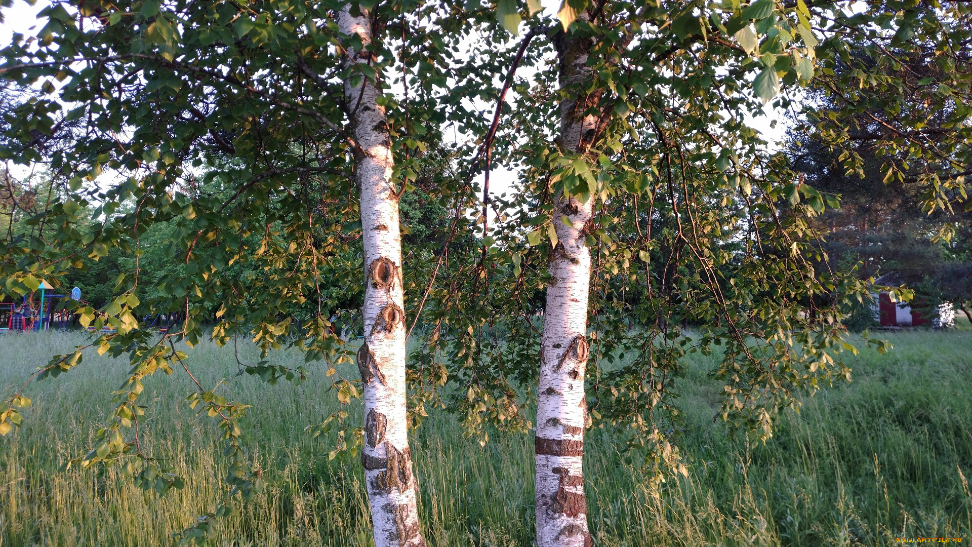 природа, деревья, берёзы