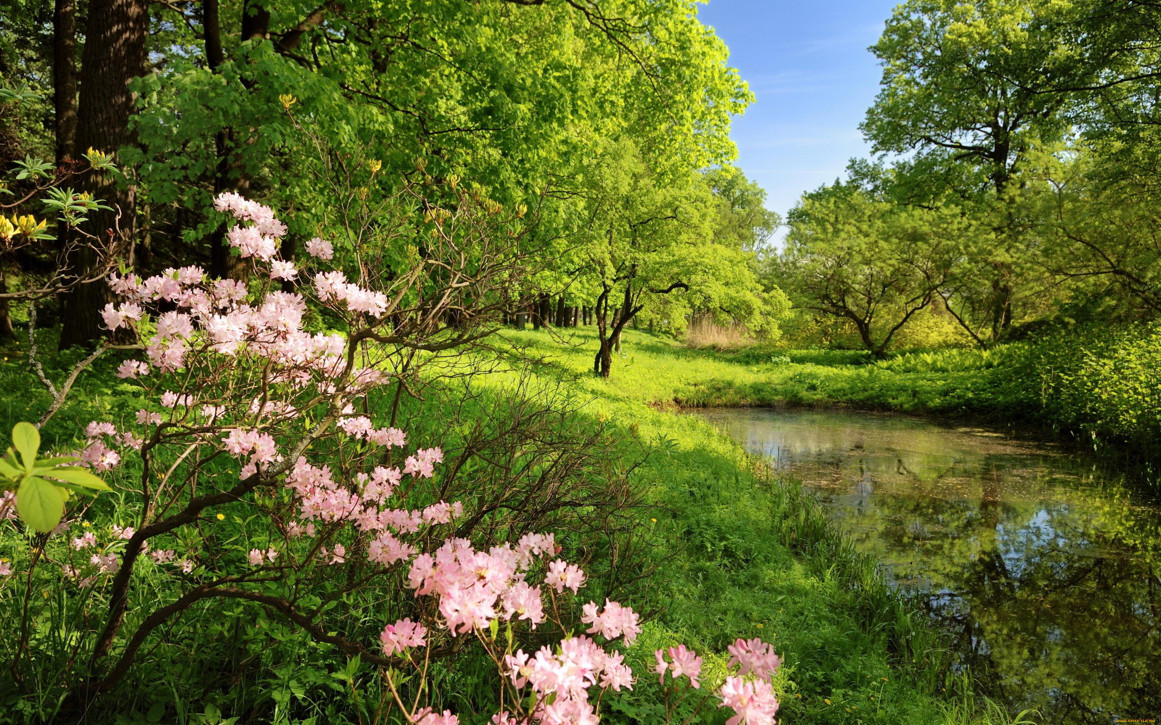 природа, реки, озера, весна, цветение, пруд, лес