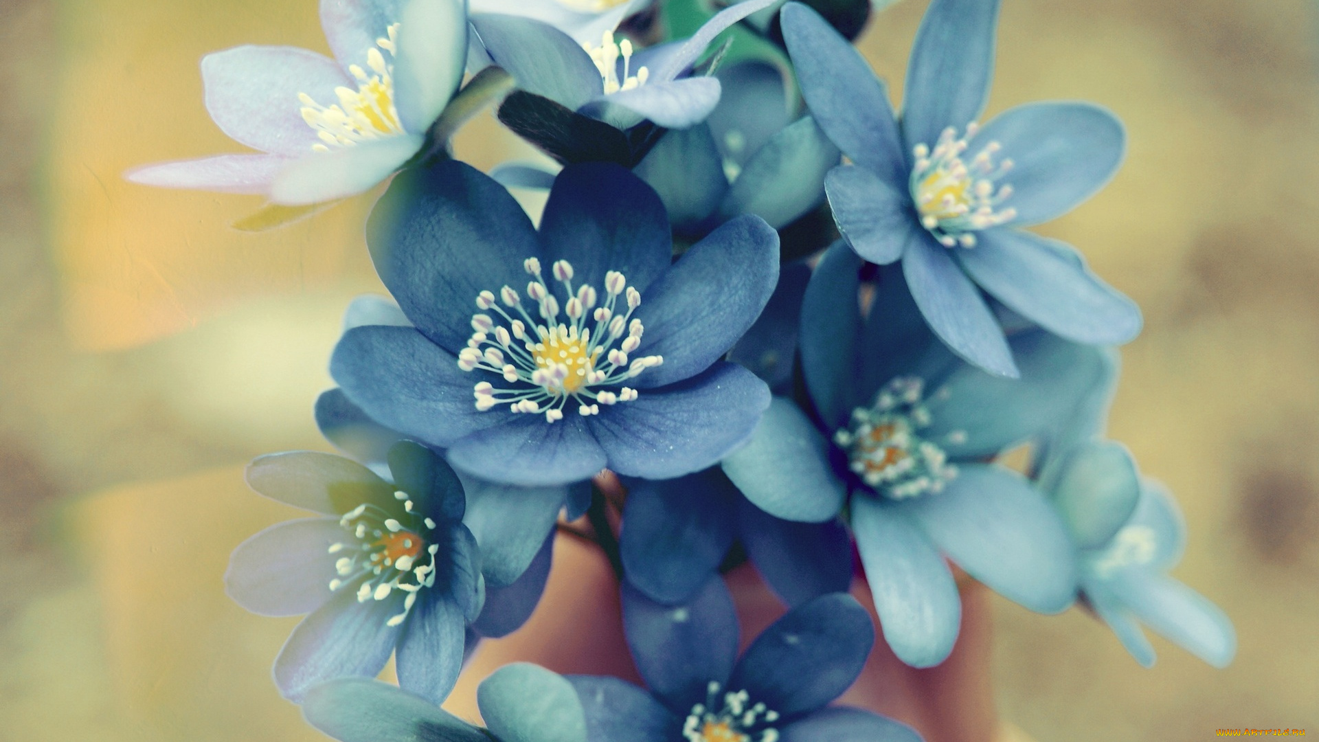 цветы, незабудки, букетик, синие