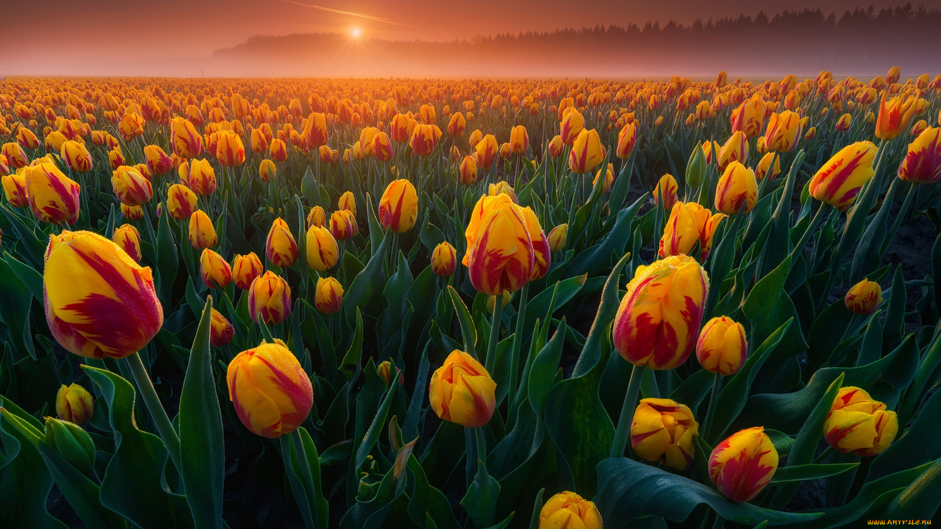 цветы, тюльпаны, утро, много, туман, нидерланды, поле, рассвет, бутоны