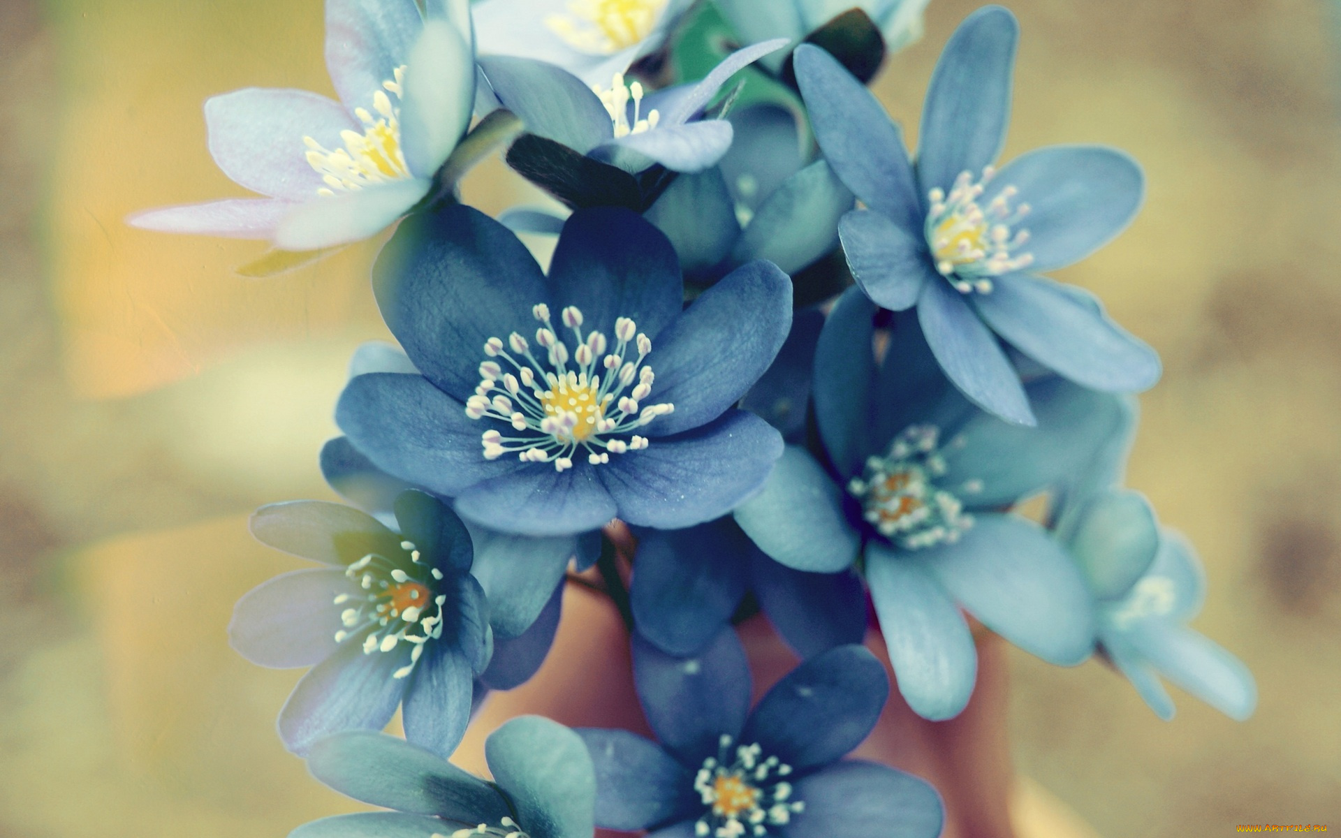 цветы, незабудки, букетик, синие