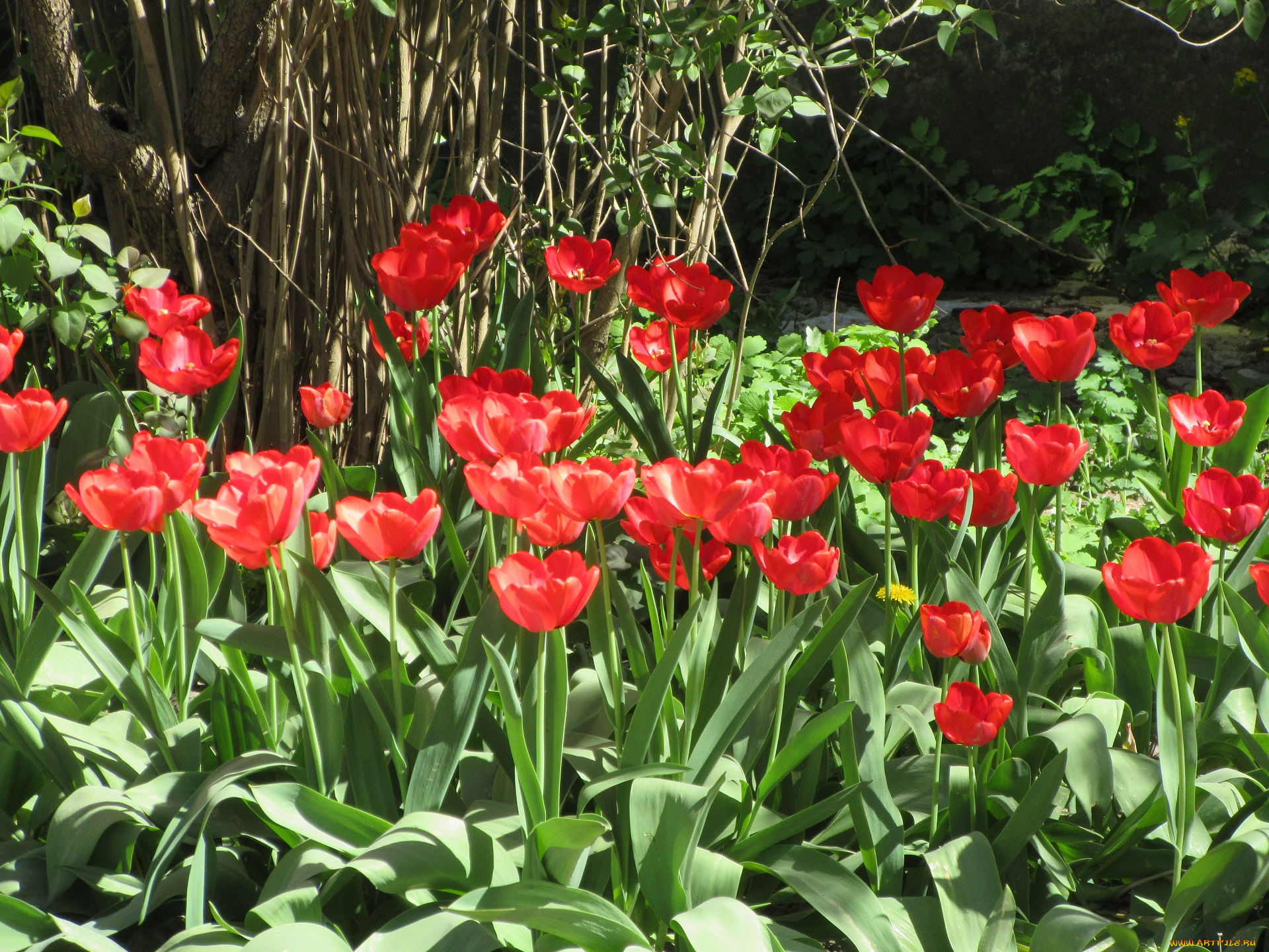цветы, тюльпаны, апрель, весна, 2018
