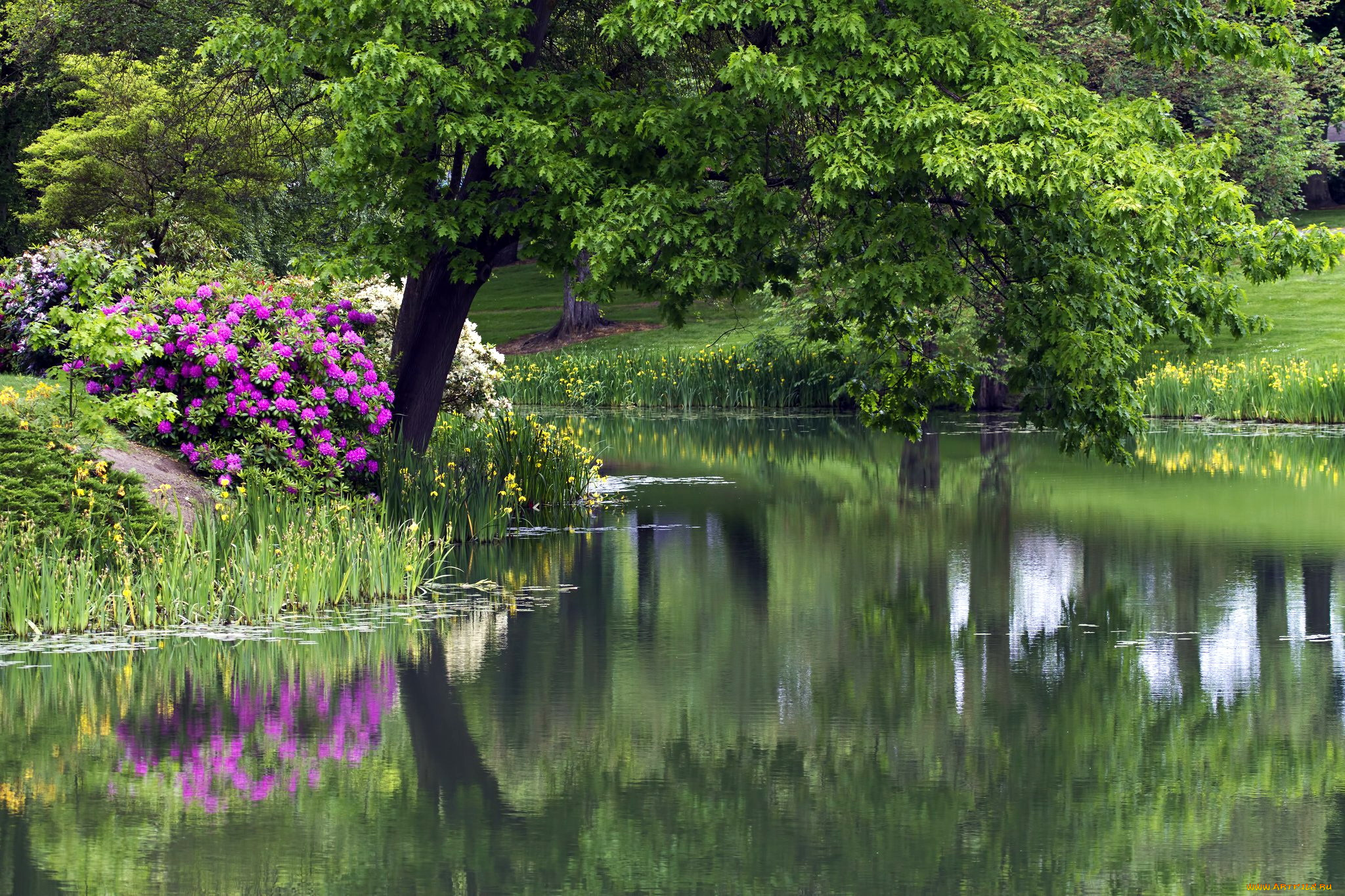 природа, парк, цветы, деревья, пруд