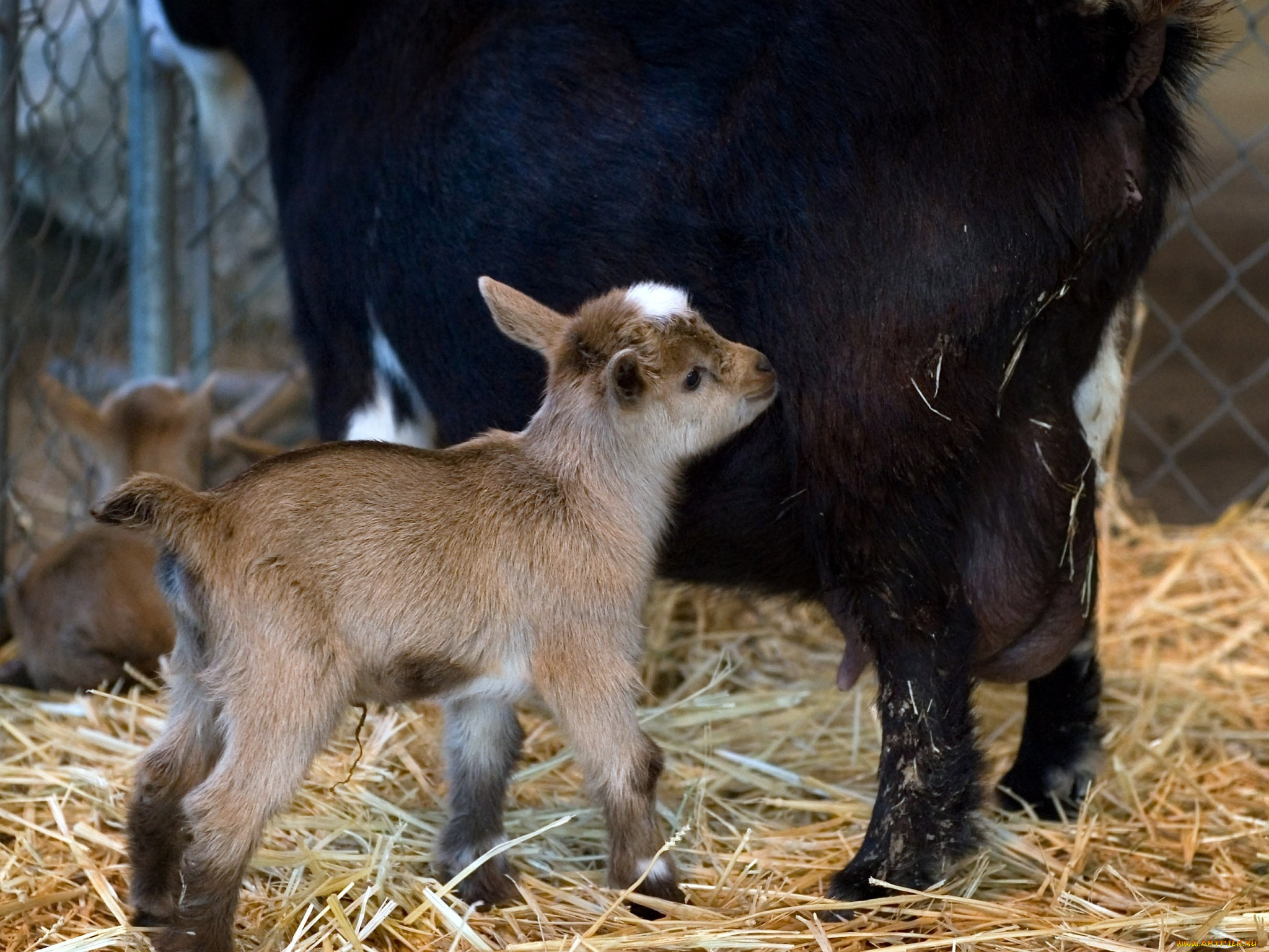животные, козы, мать, малыш
