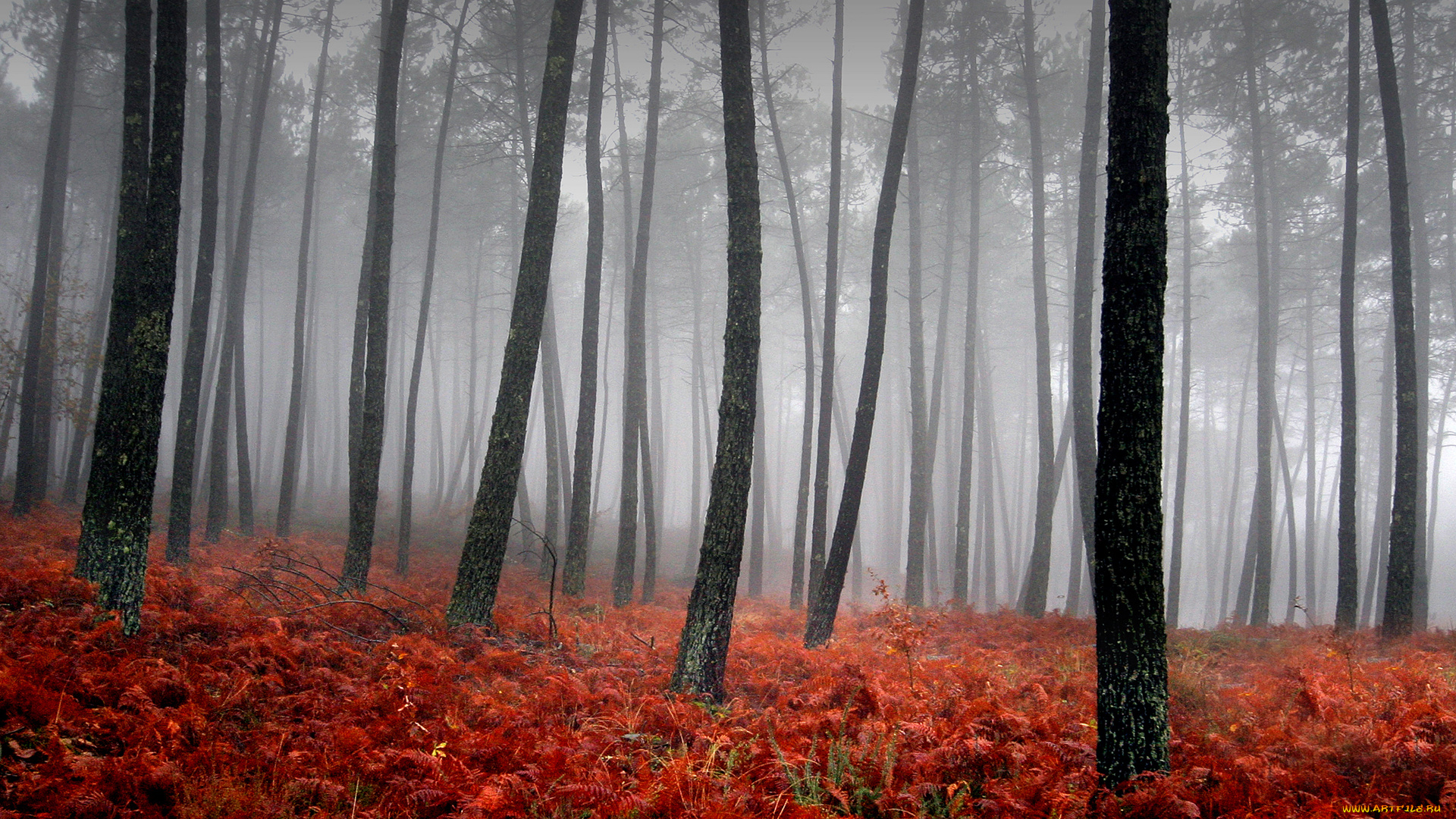 bloody, fog, природа, лес, стволы, туман, красная, трава
