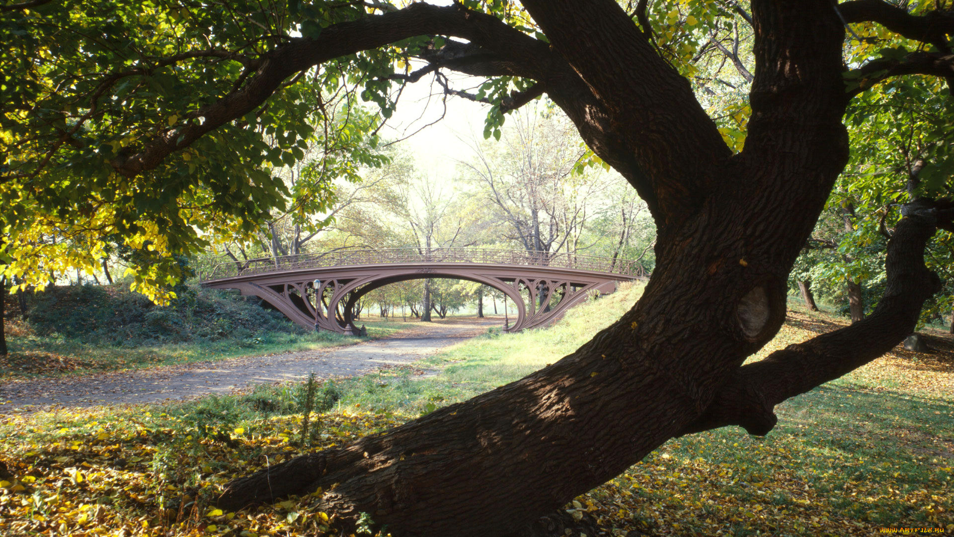 central, park, new, york, city, природа, парк, дорожки, дерево