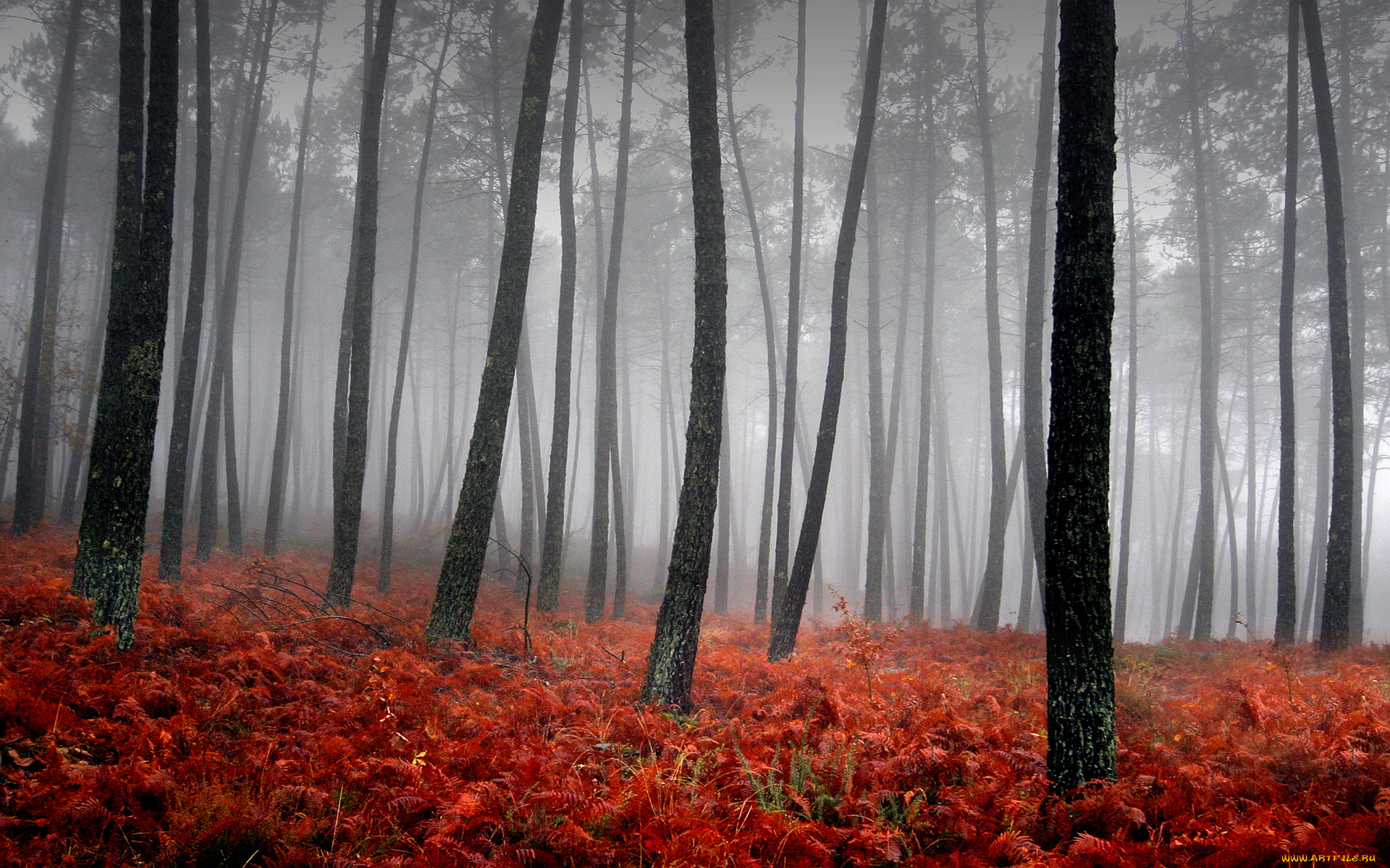 bloody, fog, природа, лес, стволы, туман, красная, трава