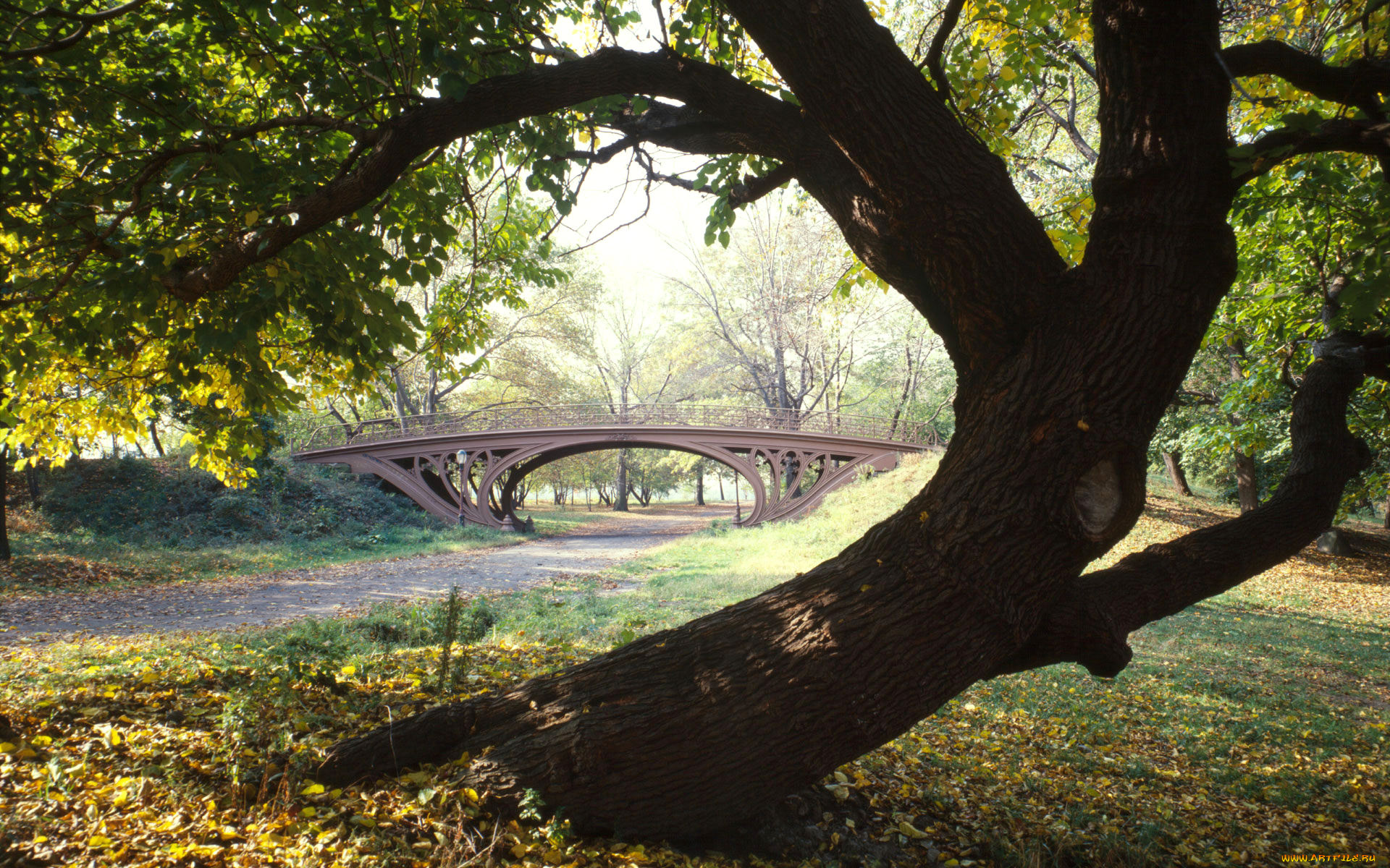 central, park, new, york, city, природа, парк, дорожки, дерево