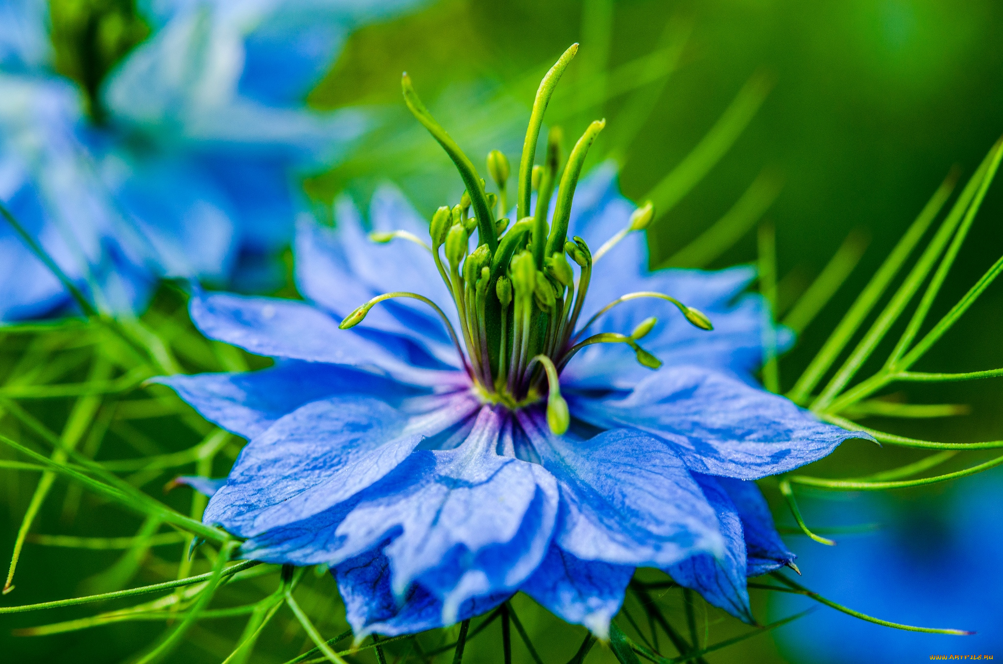 цветы, нигелла, синий, чернушка