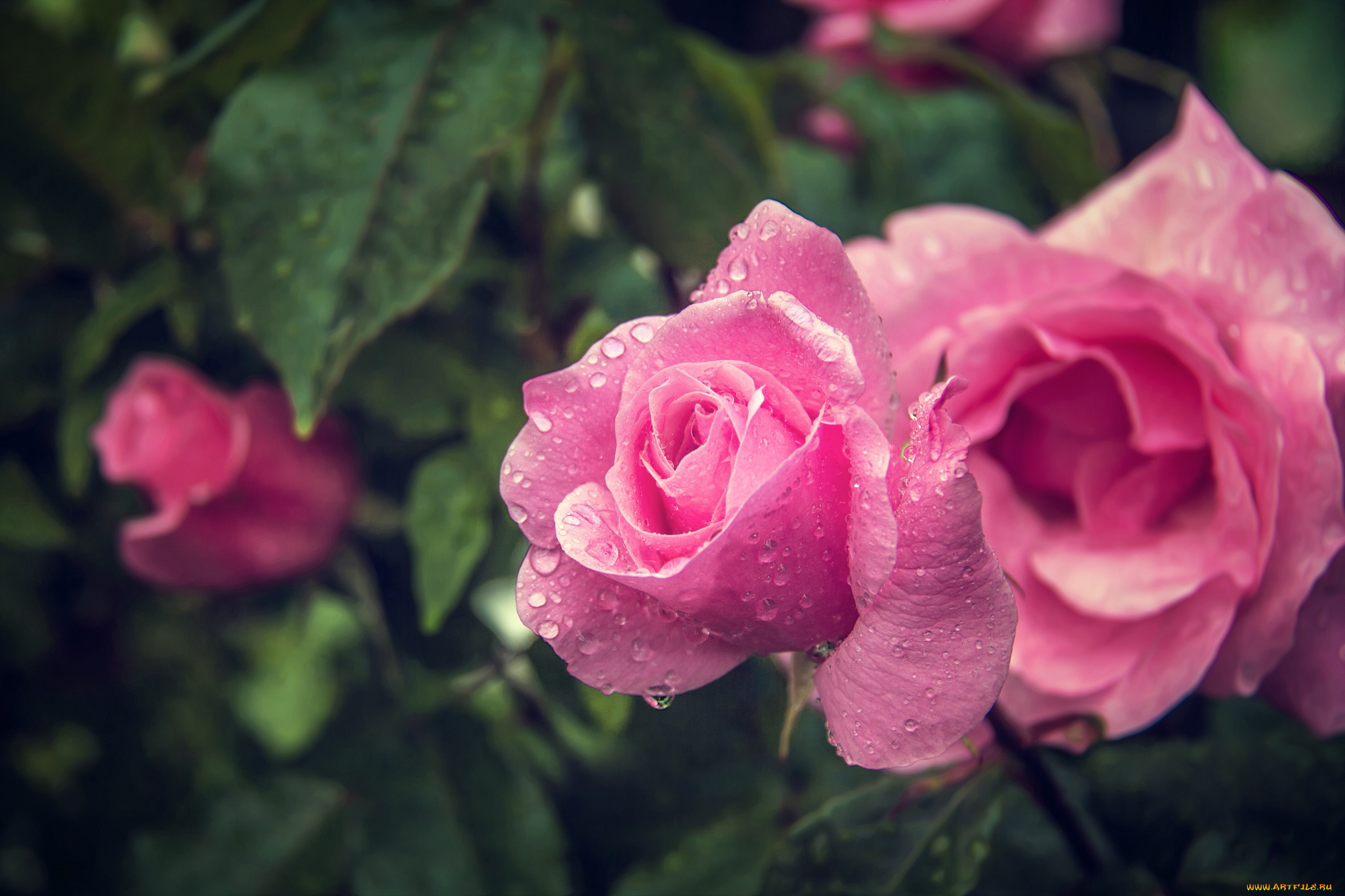 цветы, розы, розовый, капли