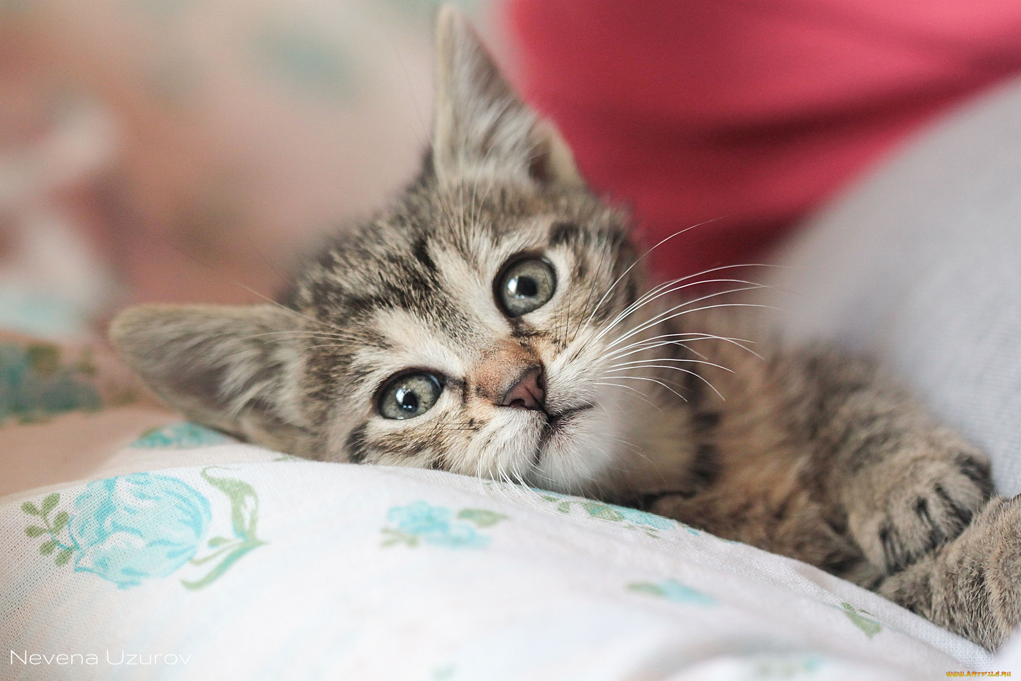 Самые милые котики фотки. Милые котики. Милые кошечки. Милый кот. Милый котенок.