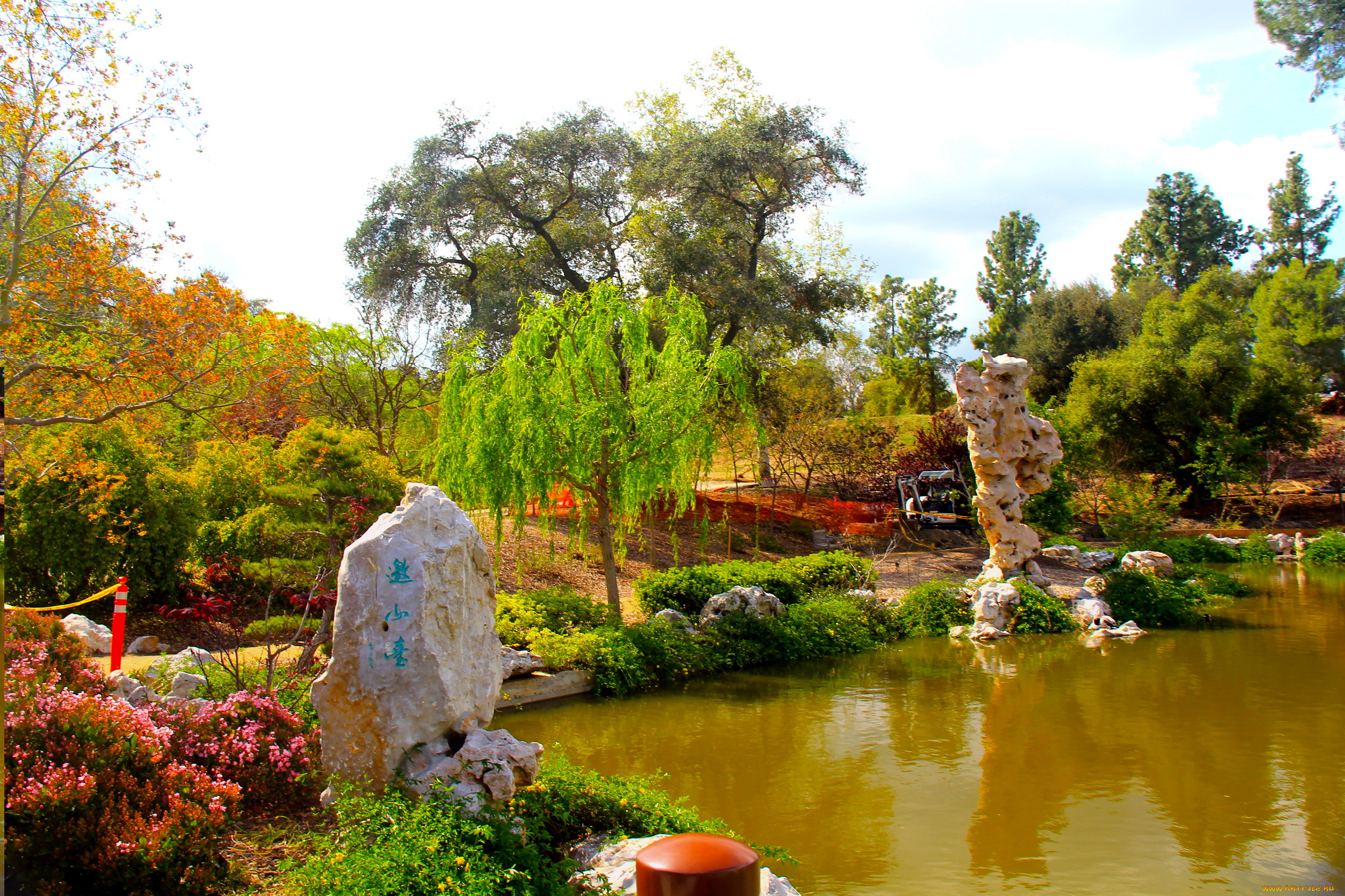 botanical, garden, san, marino, california, природа, парк, растения, водоем, деревья, цветы