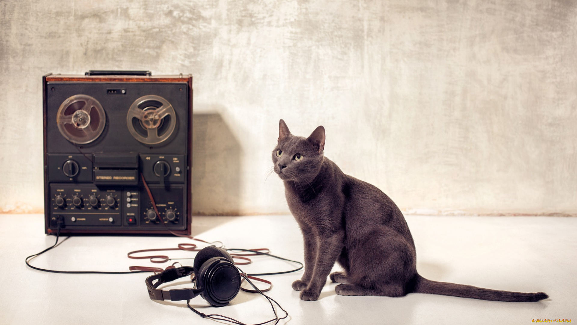 музыка, -другое, наушники, магнитофон, кошка