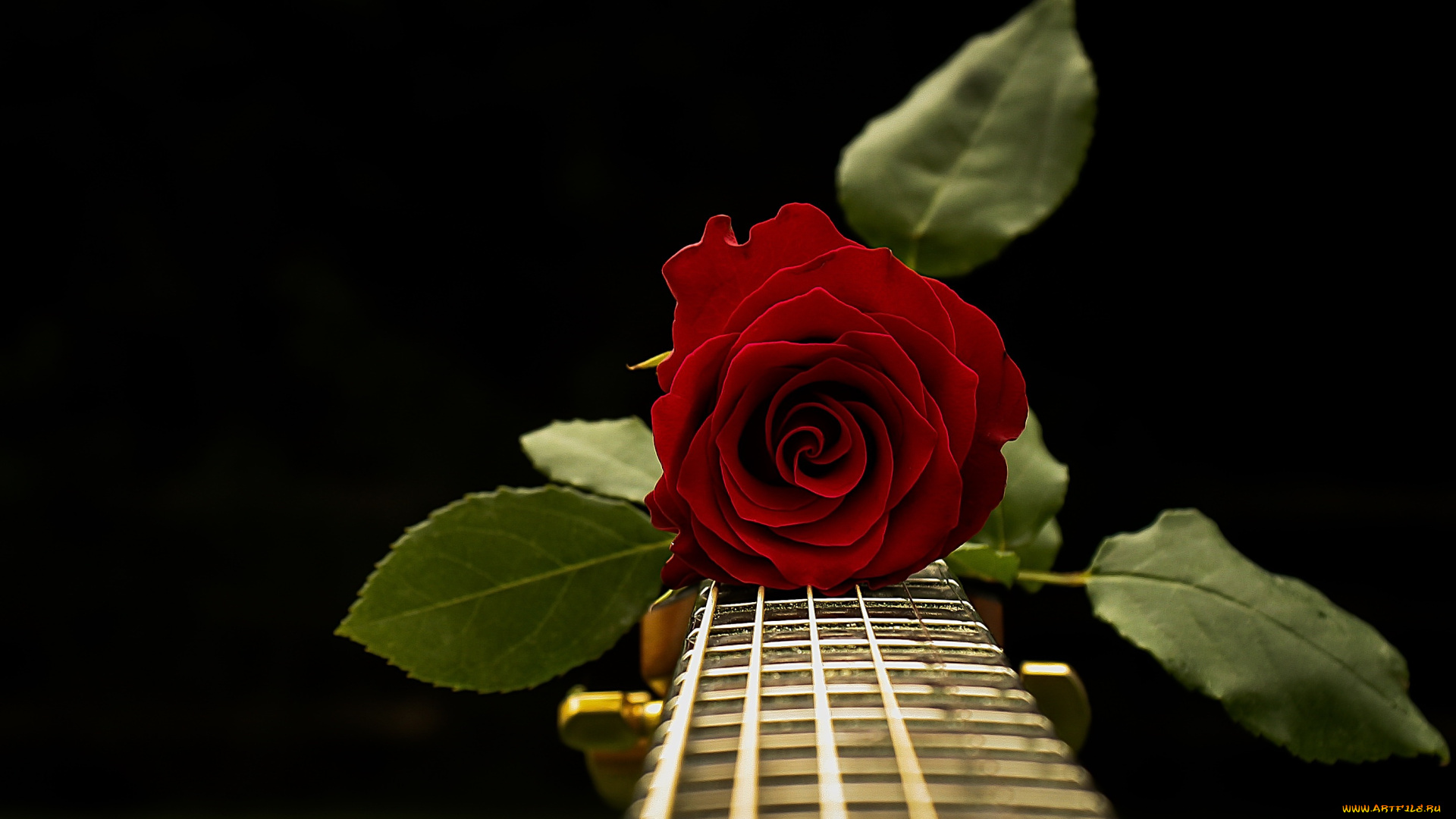 музыка, -музыкальные, инструменты, гриф, роза, гитара