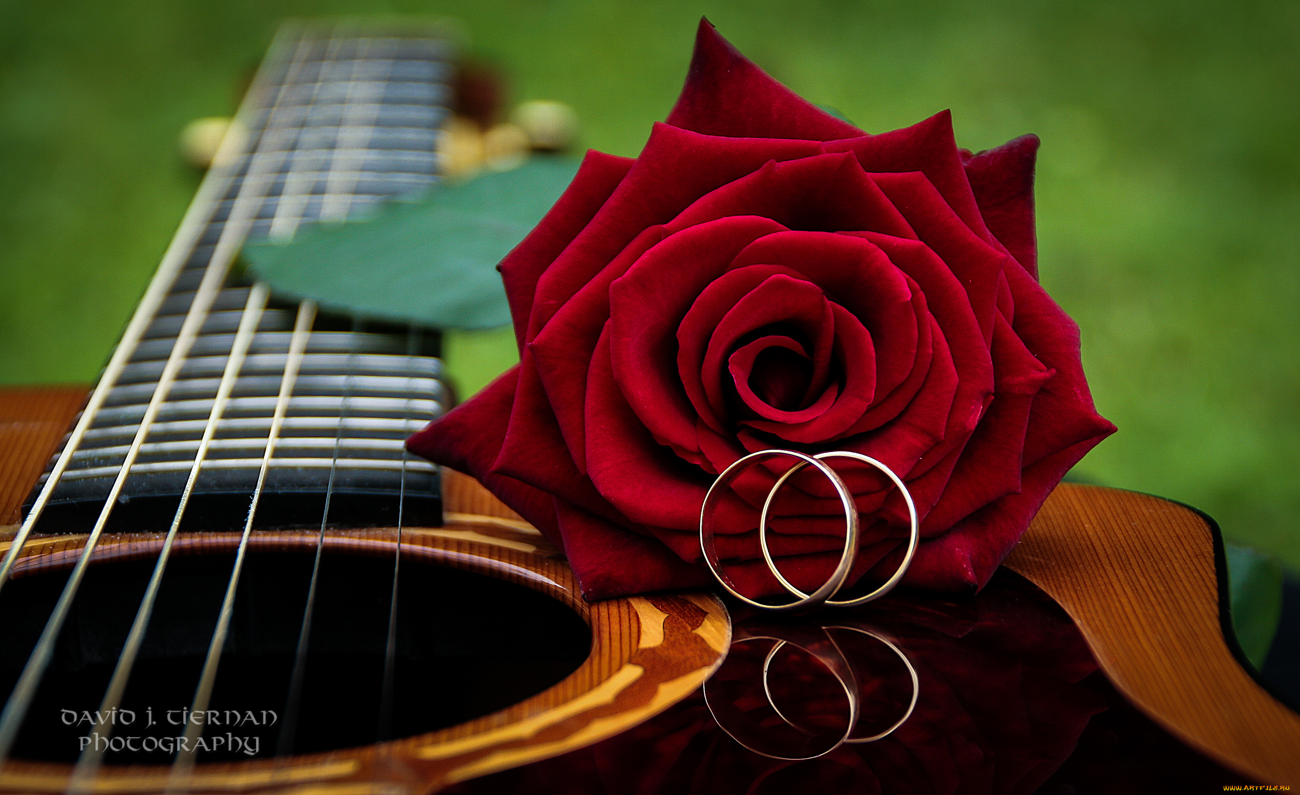 музыка, -музыкальные, инструменты, цветок, гитара