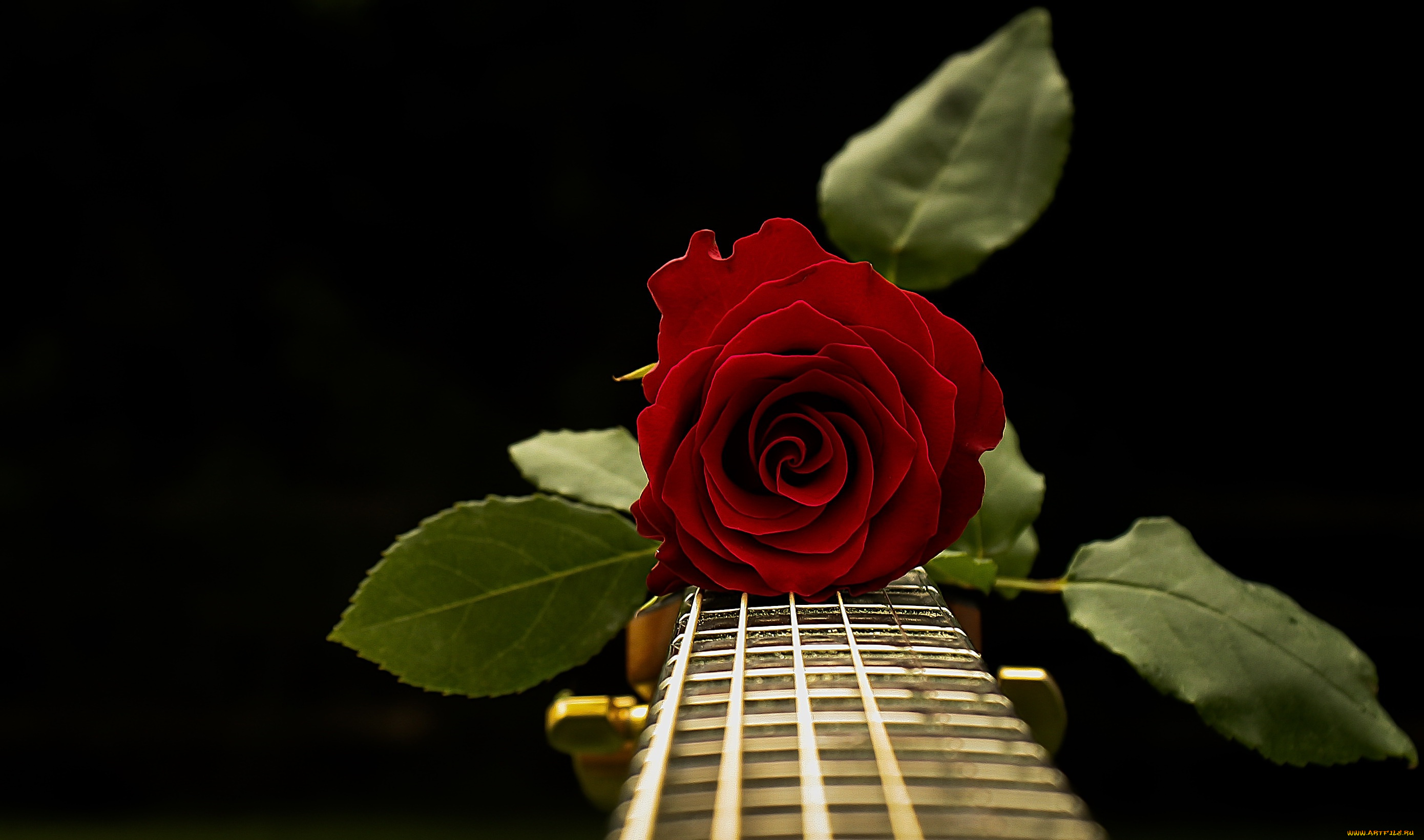 музыка, -музыкальные, инструменты, гриф, роза, гитара