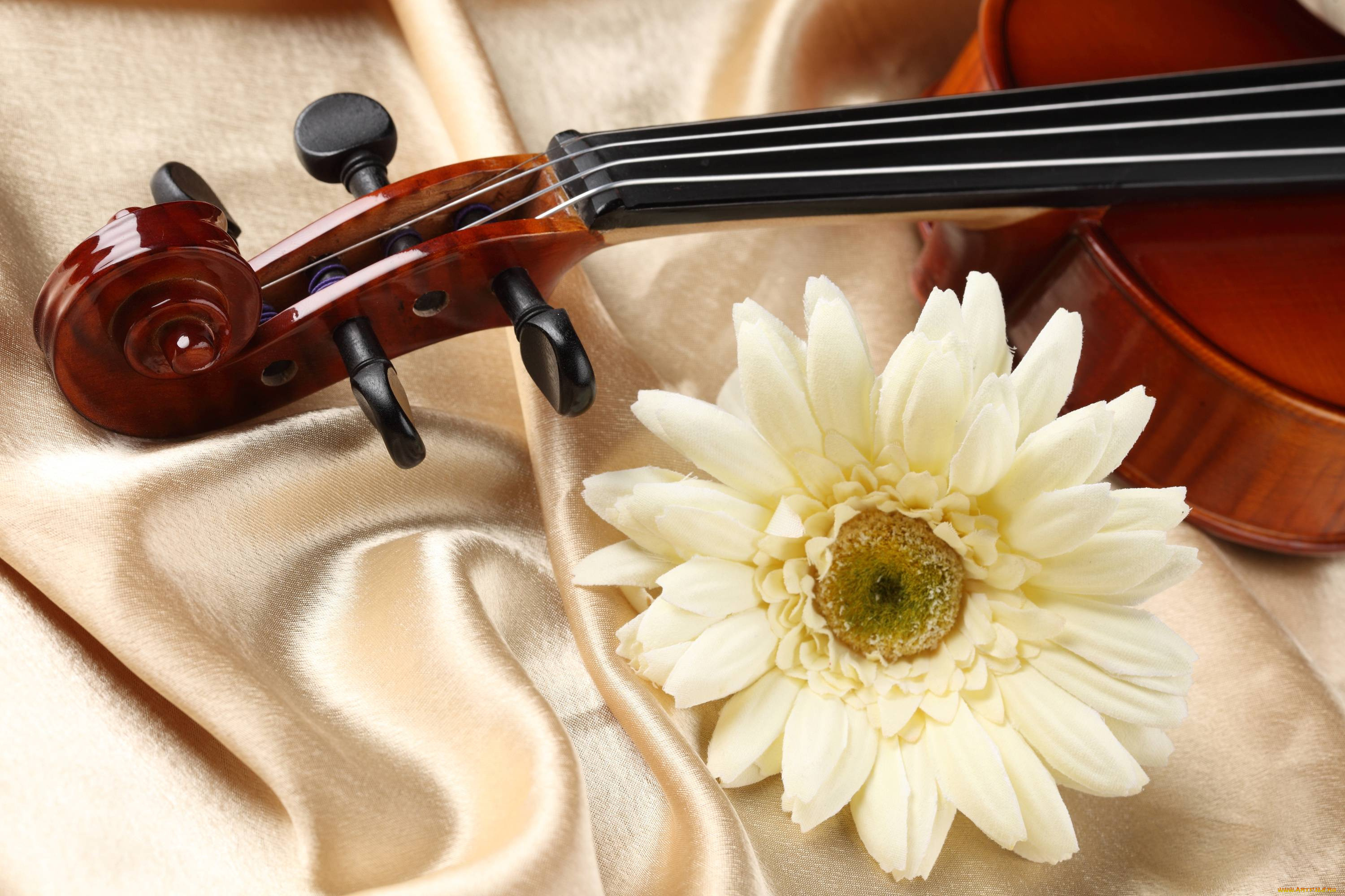 музыка, -музыкальные, инструменты, цветок, скрипка