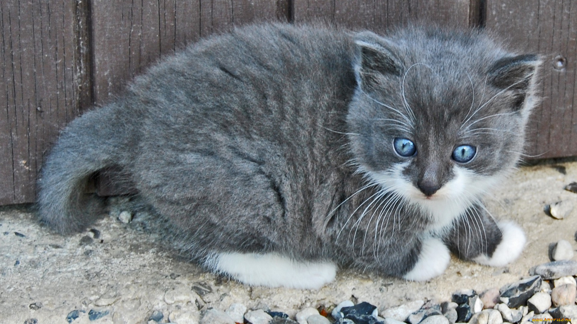 животные, коты