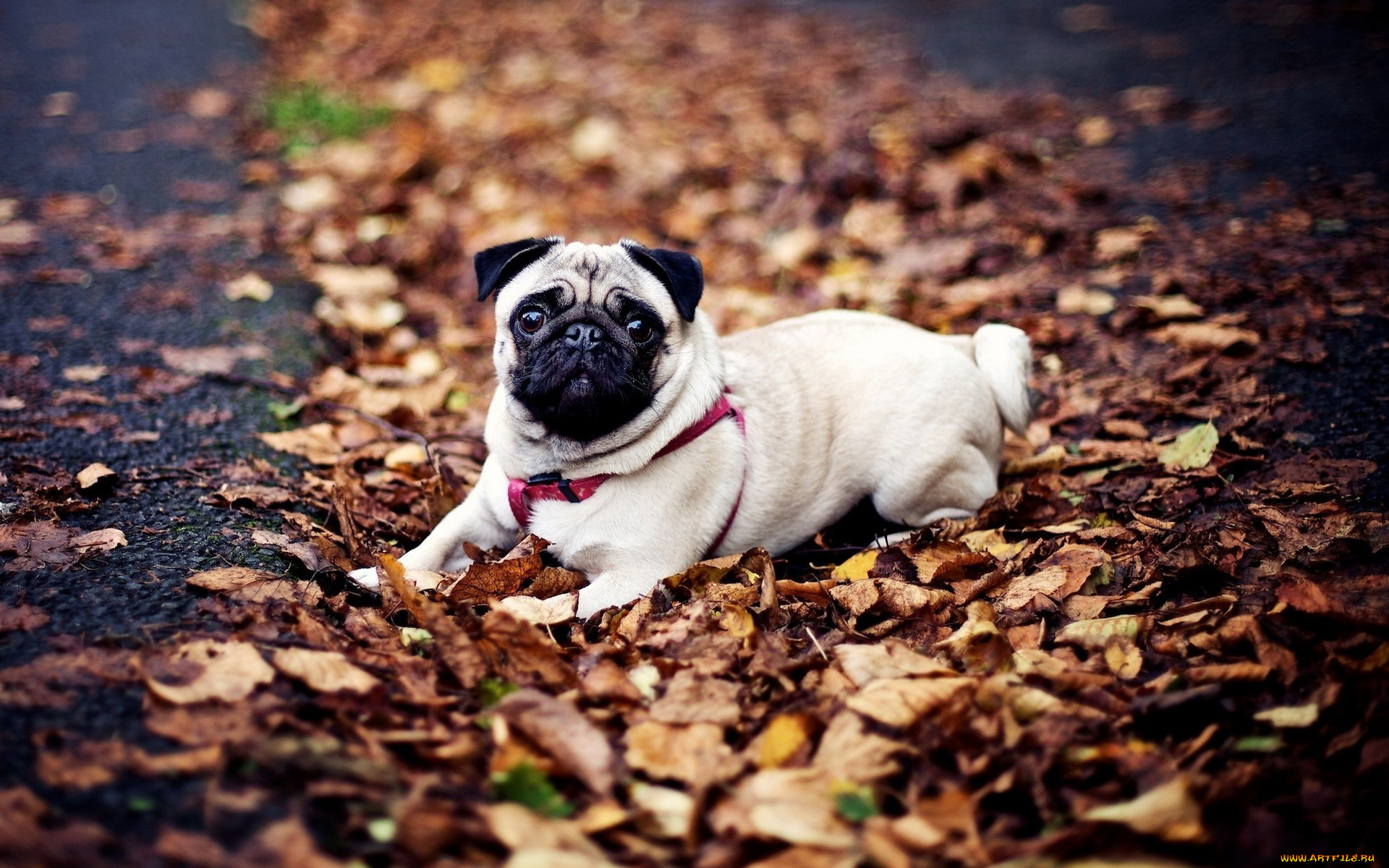 животные, собаки, листья, осень, собака