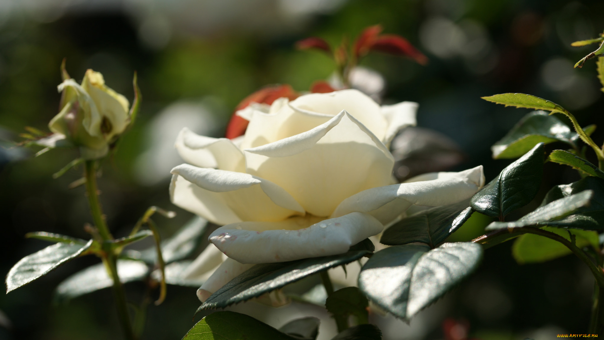 цветы, розы, leaves, petals, bud, rose, цветение, листья, лепестки, бутон, blossoms, роза