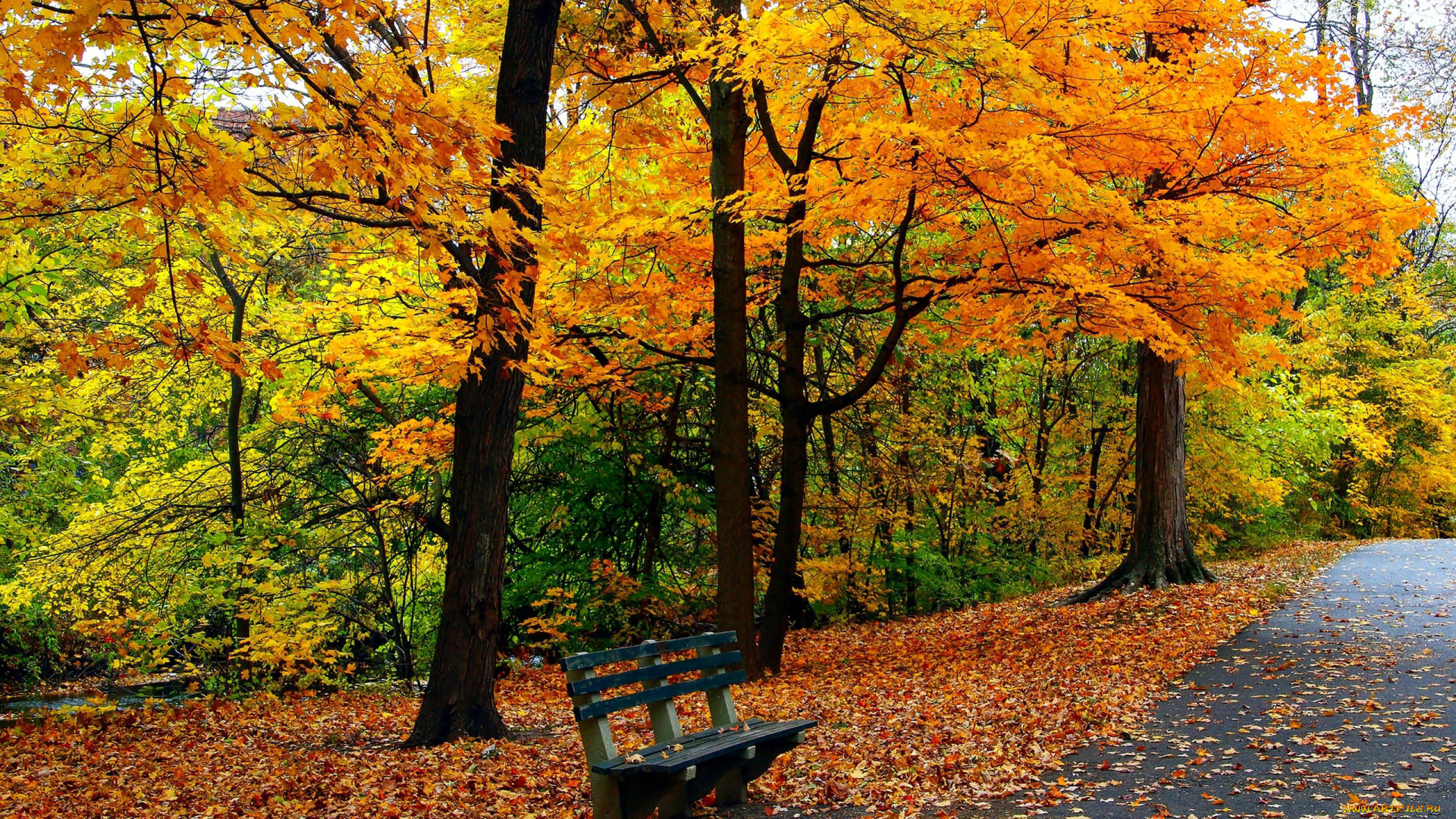 природа, парк, листопад, деревья, аллея, листья, осень, скамейка
