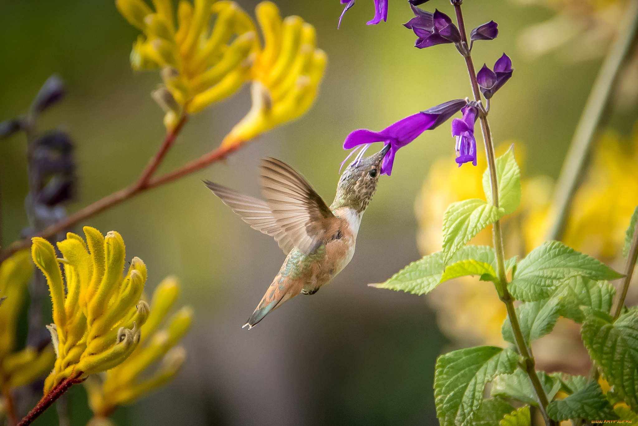 животное птица колибри макро скачать
