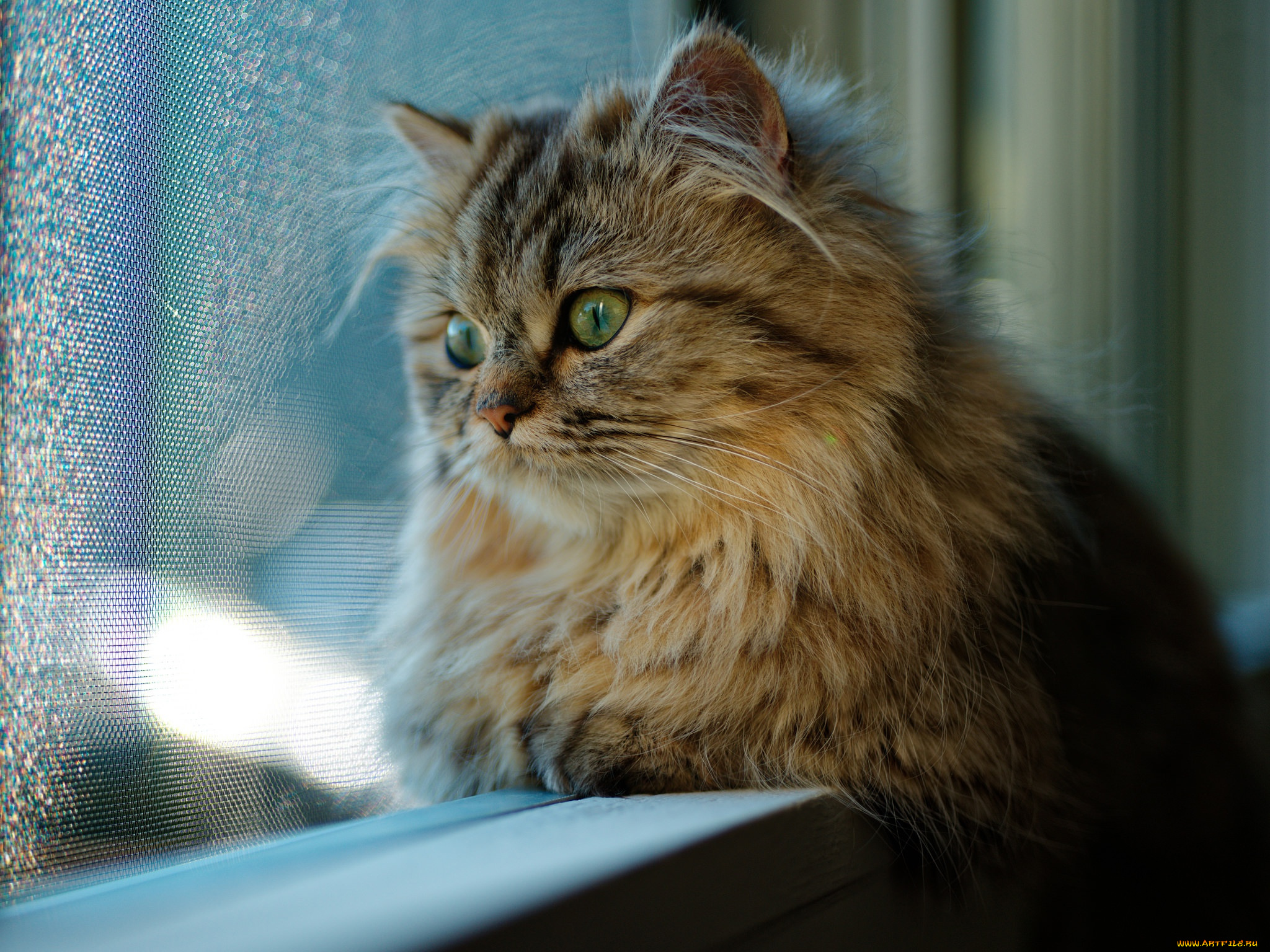 животные, коты, кот, окно, взгляд, кошка