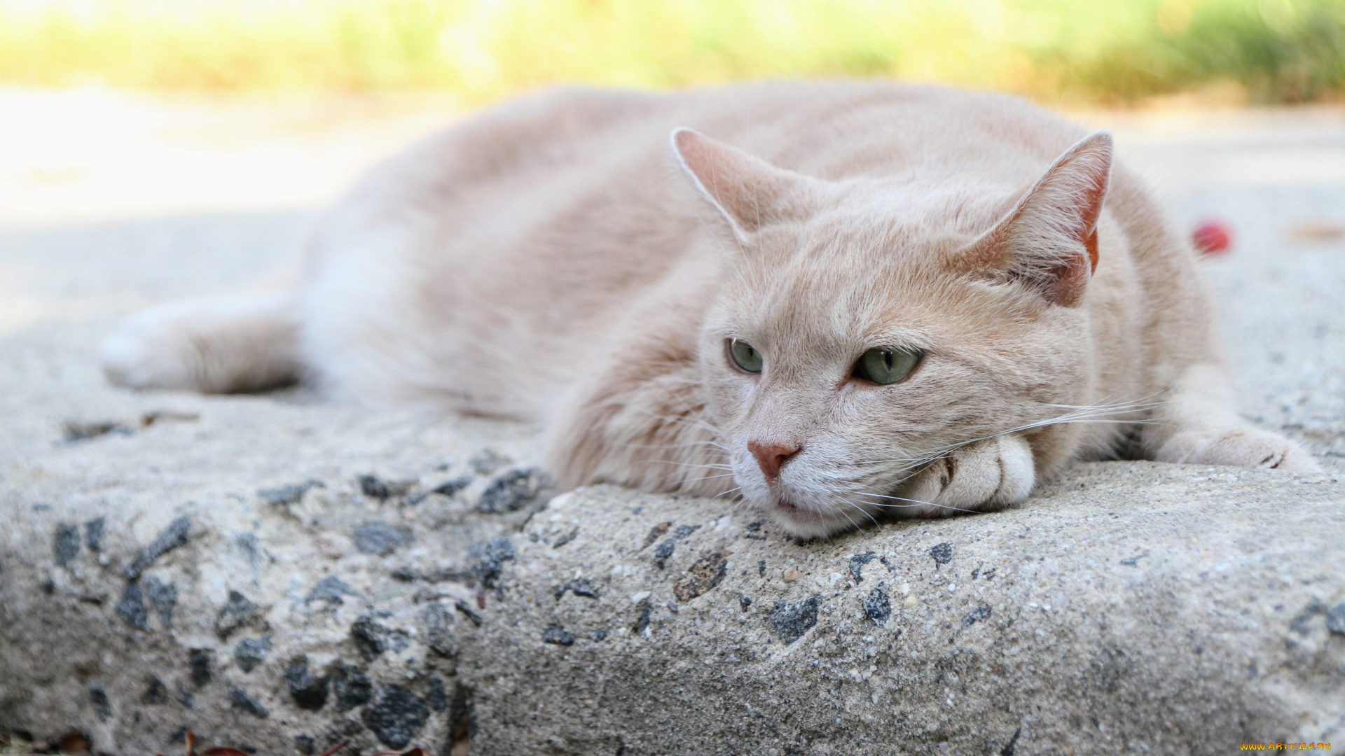 животные, коты, кот, кошка