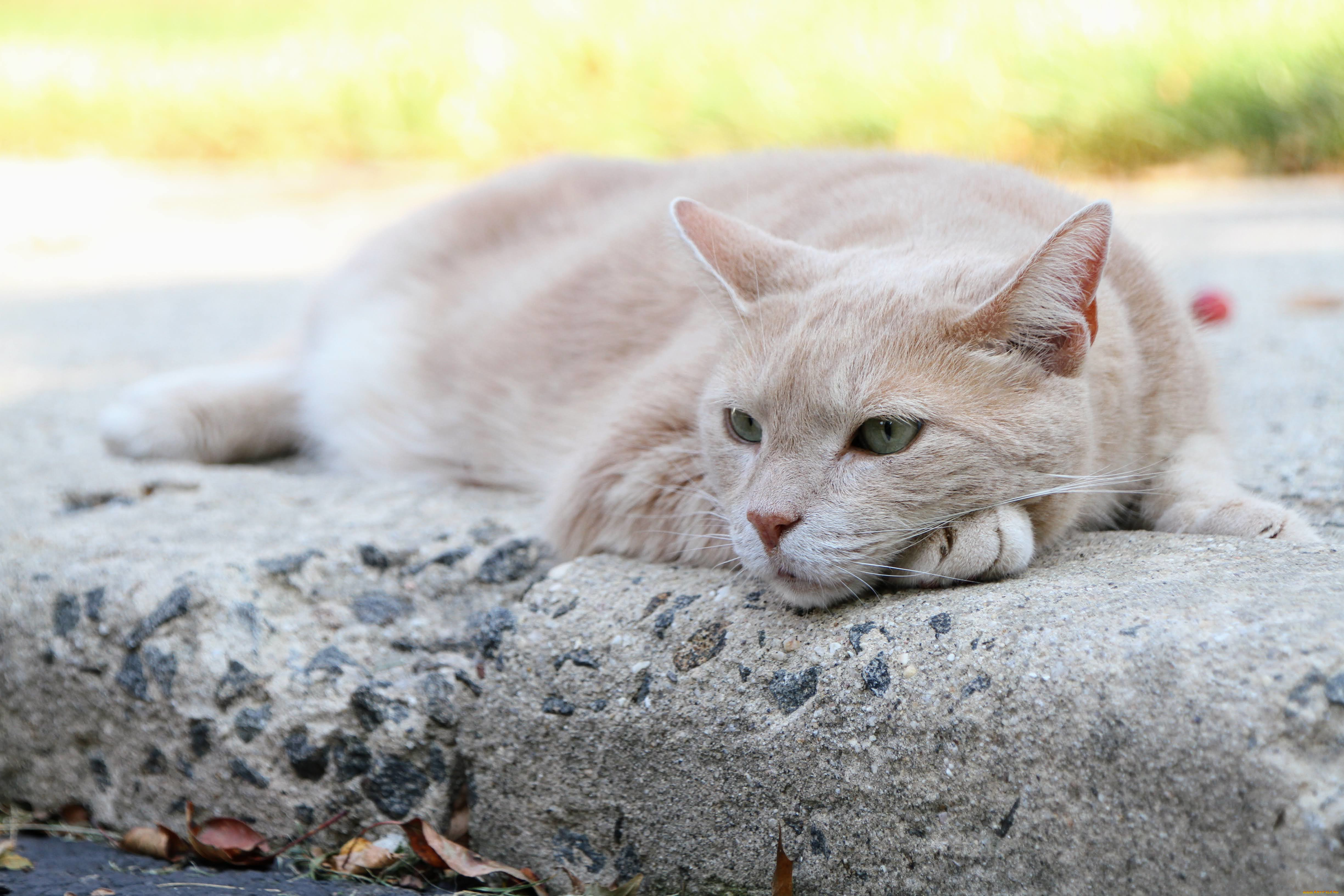 животные, коты, кот, кошка