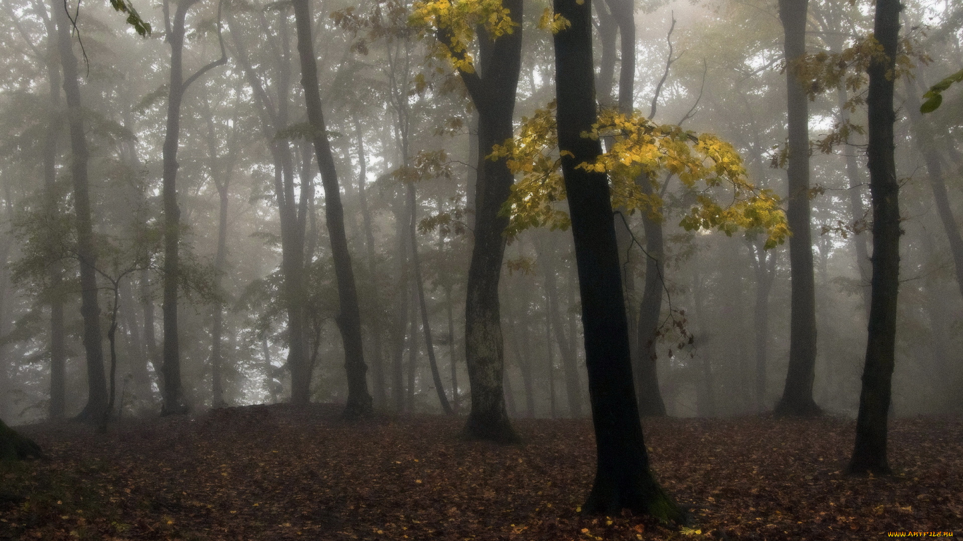природа, лес, туман