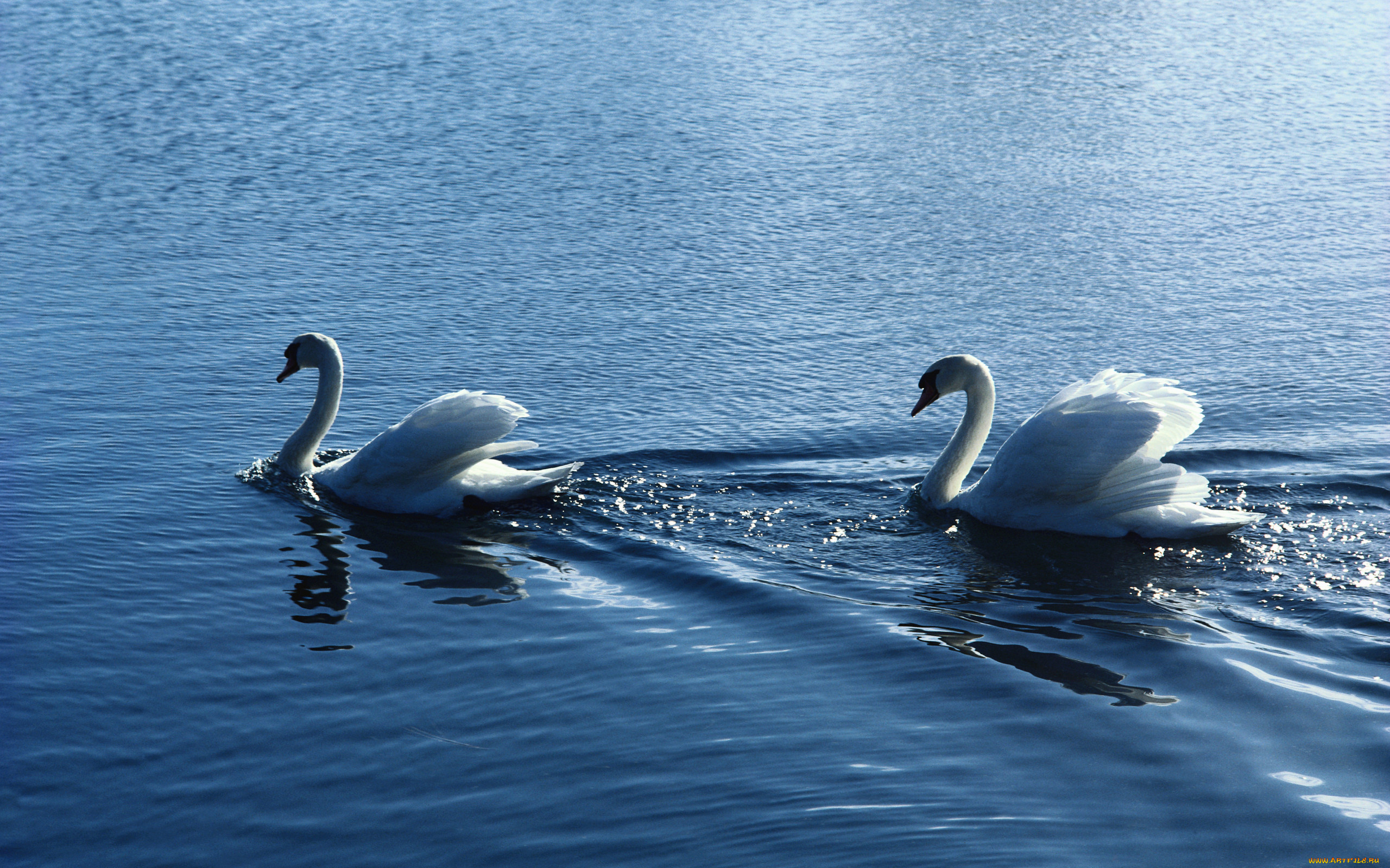 3 белых лебедя. Лебеди (птицы). Красивые лебеди. Два лебедя. Лебедь на воде.