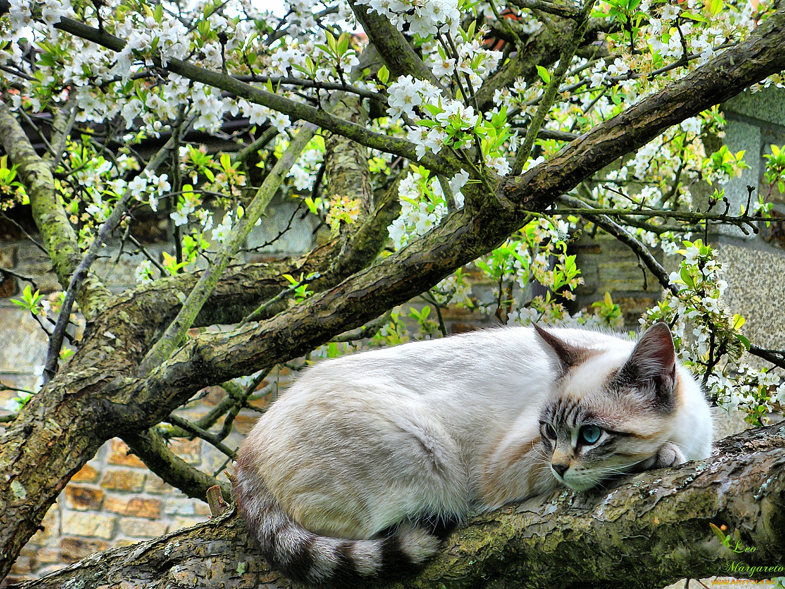животные, коты, отдых, дерево, цветение