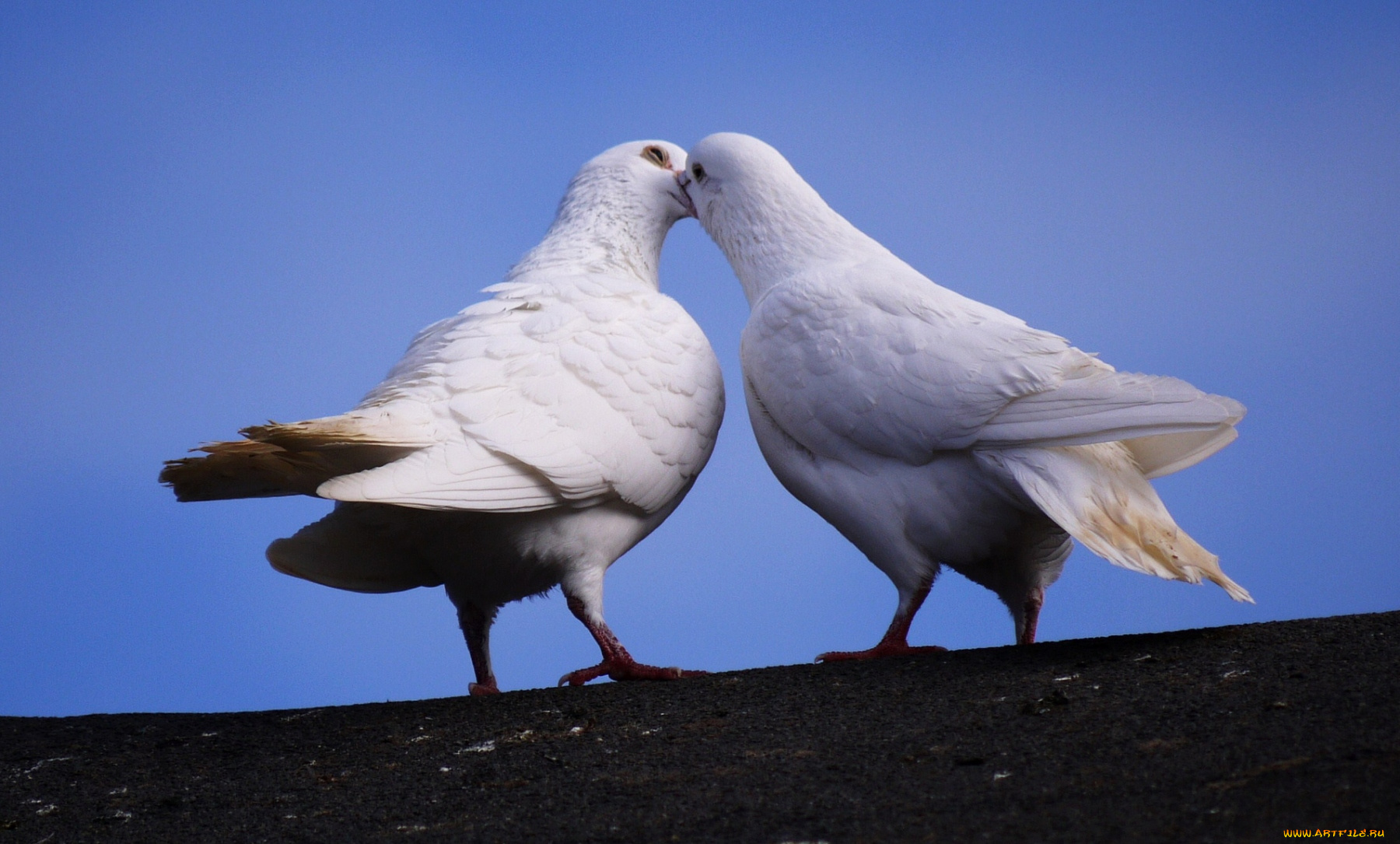 животные, голуби, белый, перья, крылья, поцелуй