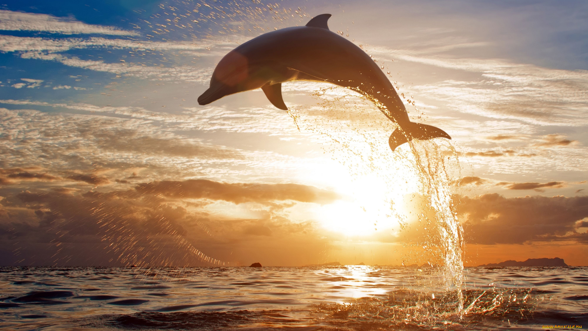 животные, дельфины, море, закат, брызги, прыжок