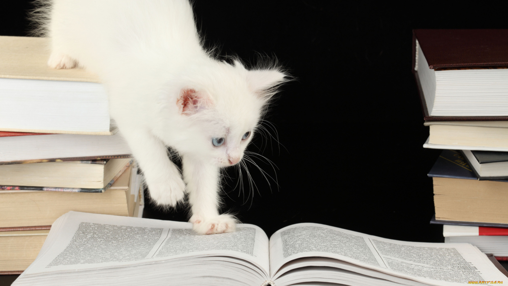 животные, коты, котёнок, книги