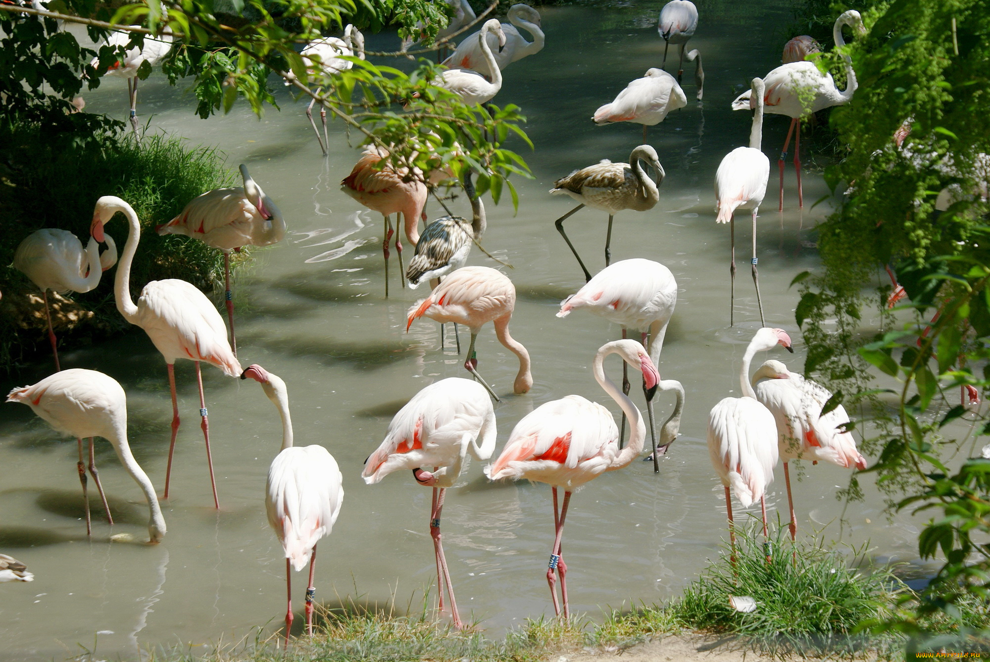 животные, фламинго, птицы