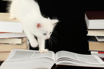 Картинка животные коты котёнок книги