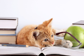 обоя животные, коты, котёнок, яблоко, очки, книги