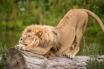 Картинка животные львы царь грива потягушки