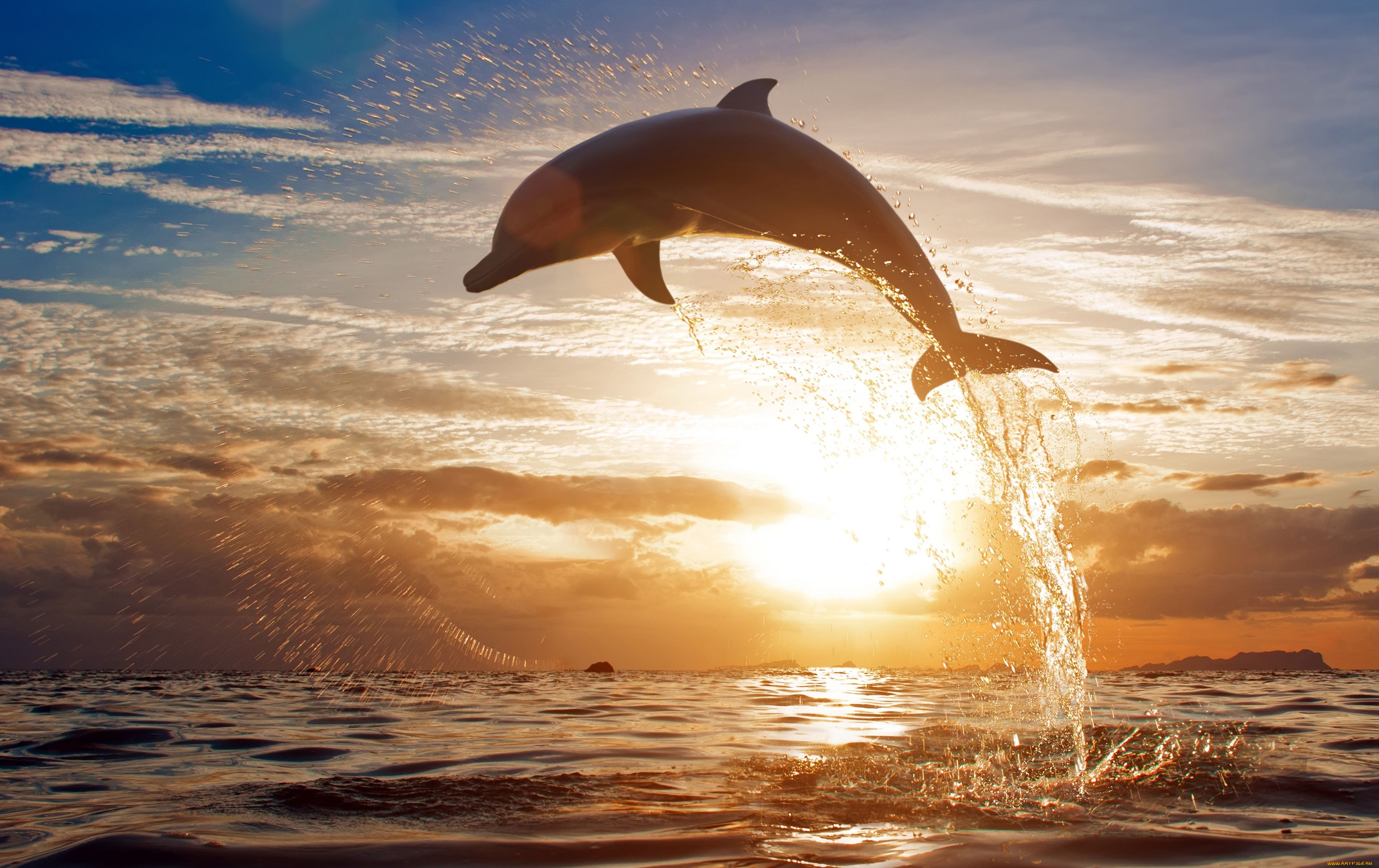 животные, дельфины, море, закат, брызги, прыжок