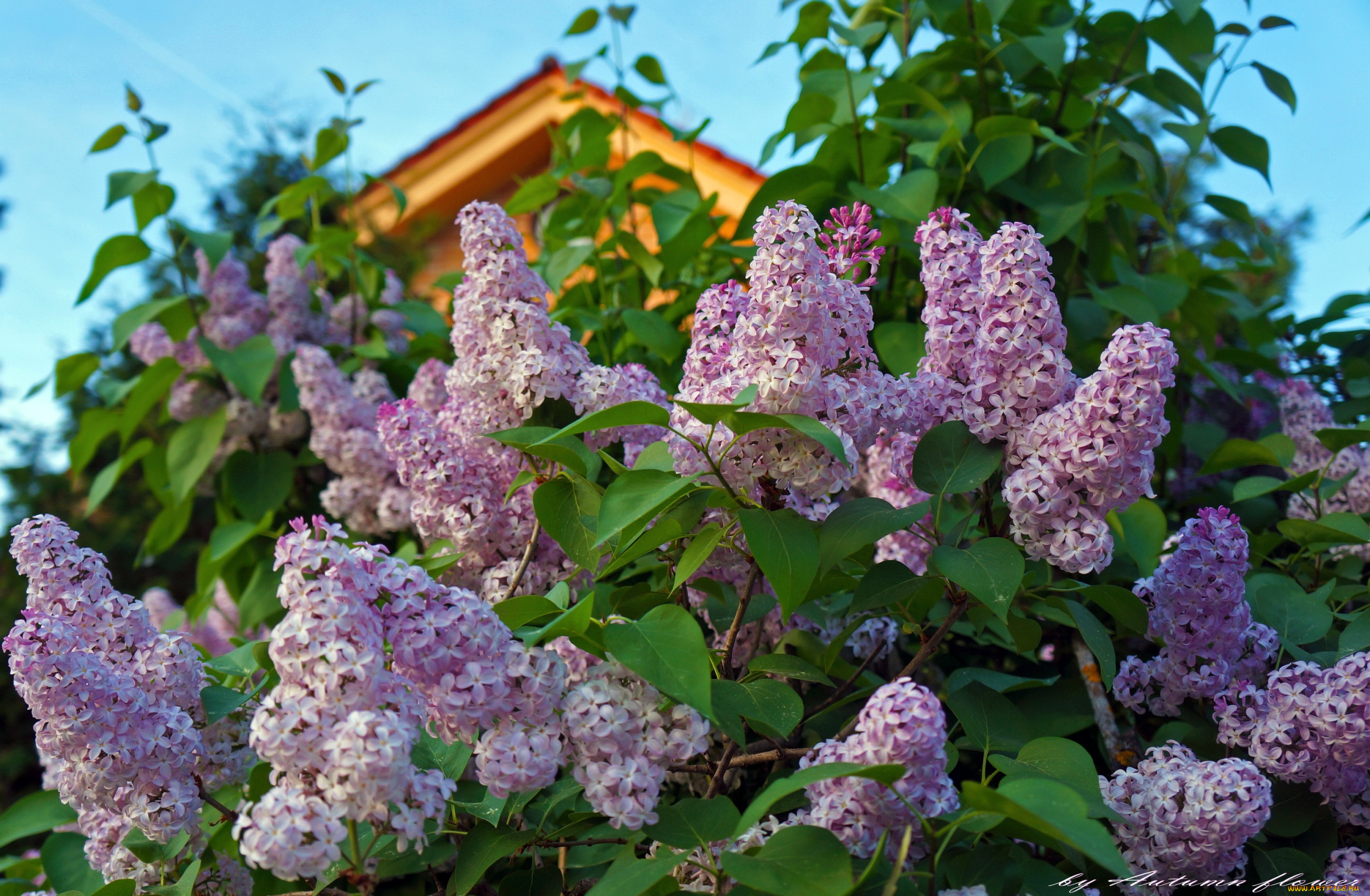 цветы, сирень, куст