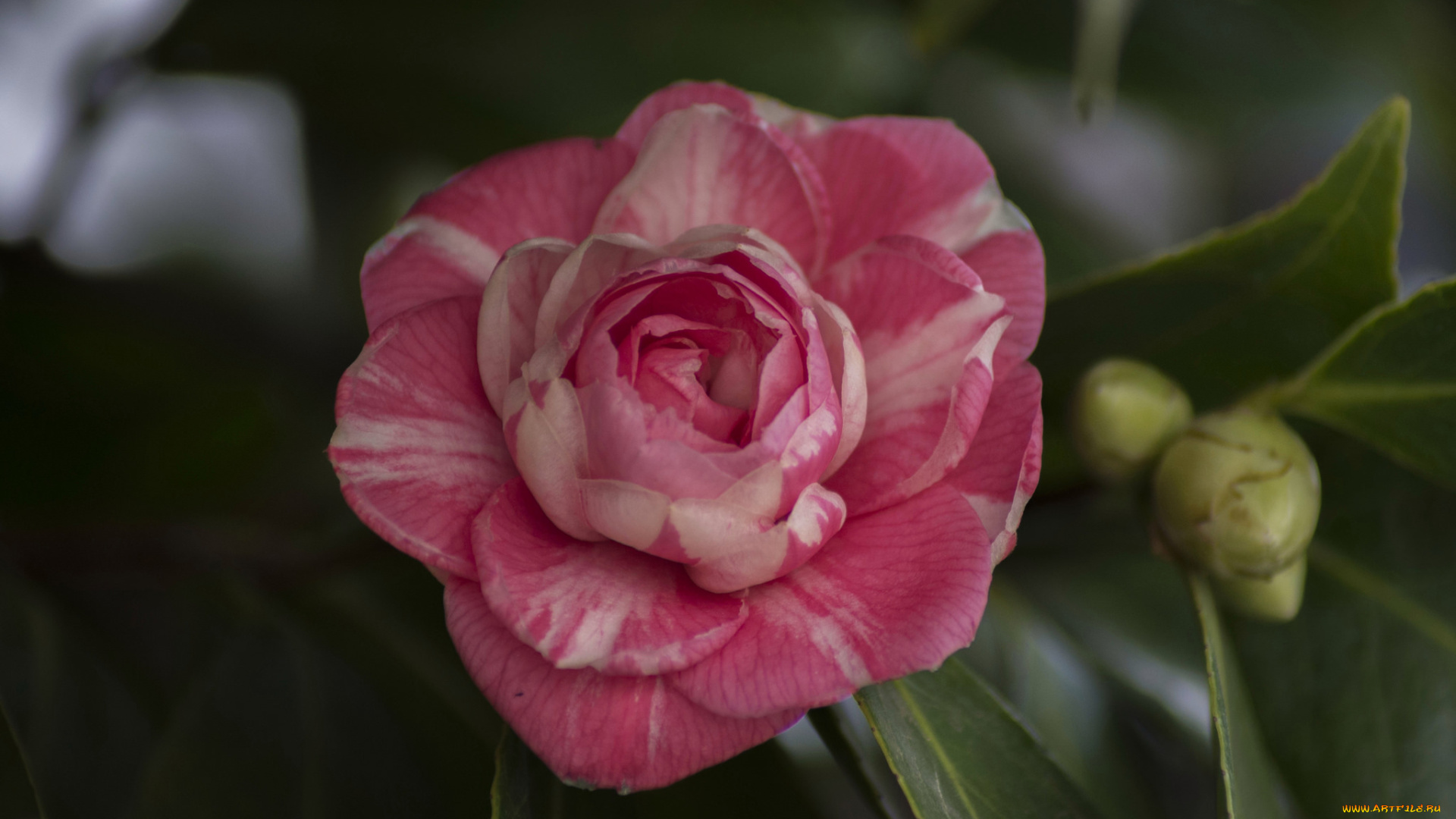 цветы, камелии, flowering, bud, shrubs, листья, бутон, цветение, кустарник, camellia, leaf, камелия