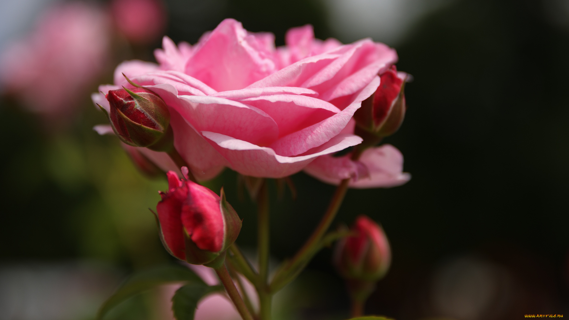 цветы, розы, роза, бутон, лепестки, листья, цветение, rose, bud, petals, leaves, blossoms