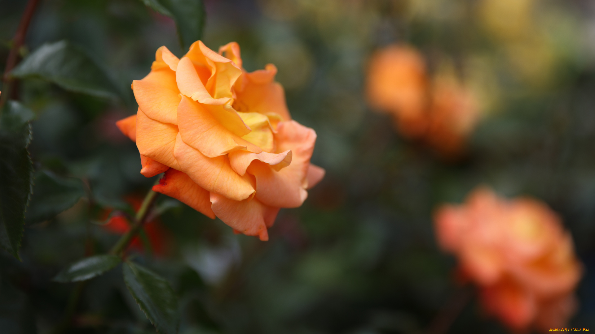 цветы, розы, роза, бутон, лепестки, листья, цветение, rose, bud, petals, leaves, blossoms