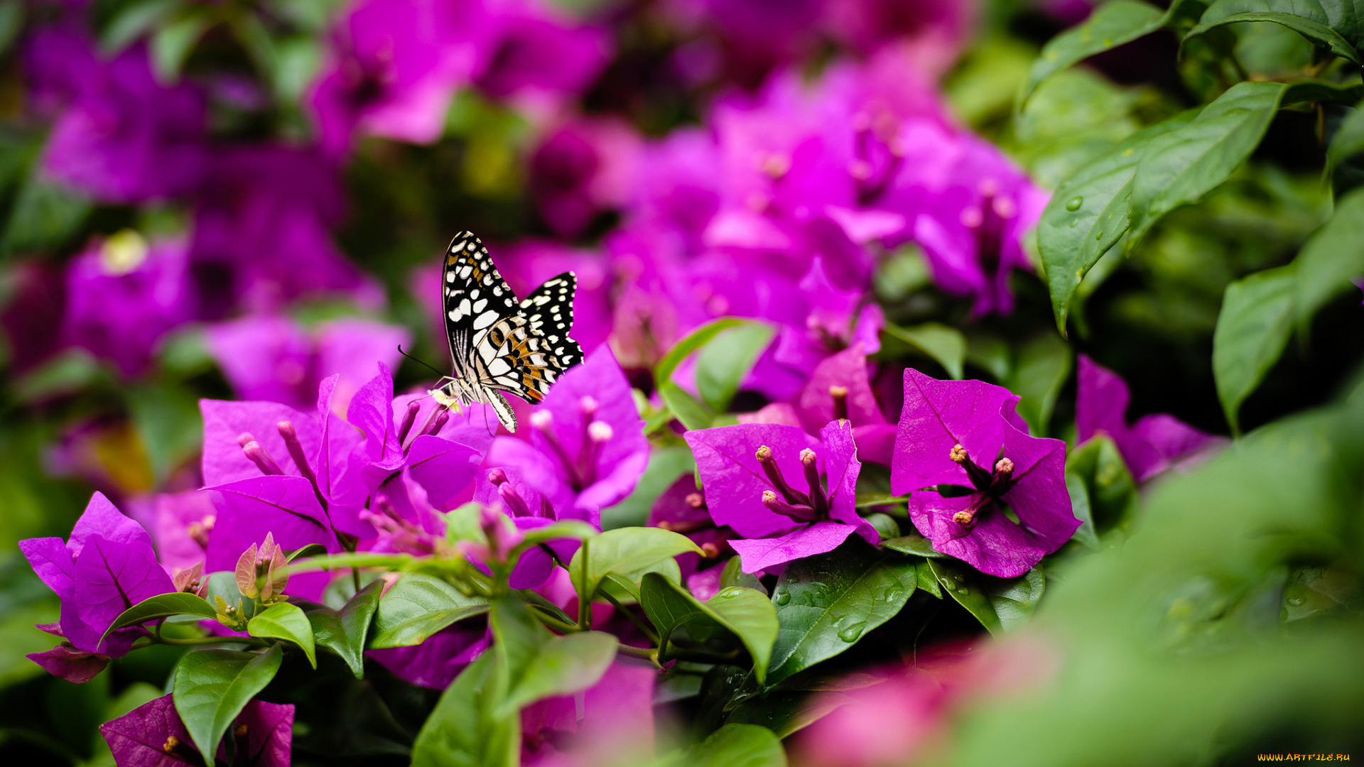 животные, бабочки, , мотыльки, , моли, природа, ярко-розовый, кустарник, цветы, бабочка