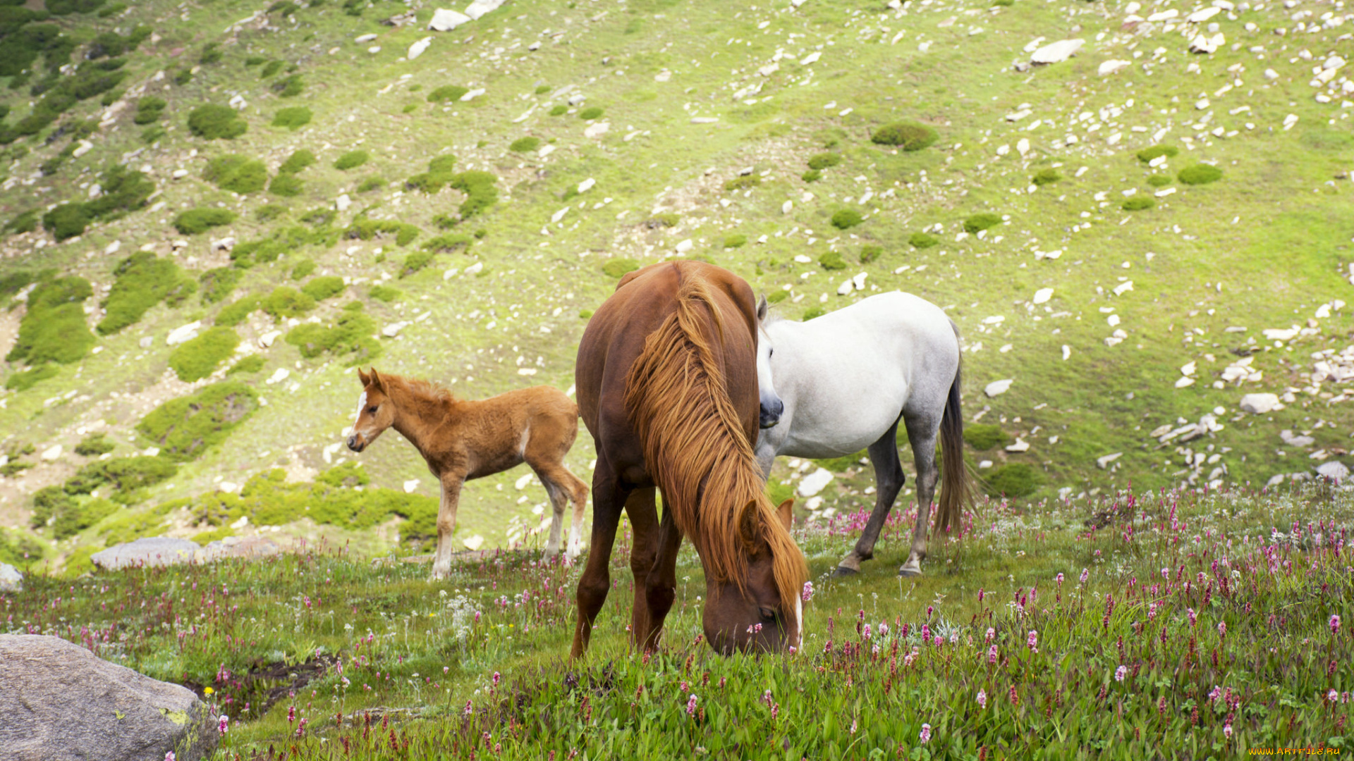 животные, лошади, животное, handsome, animal, horse, красавцы