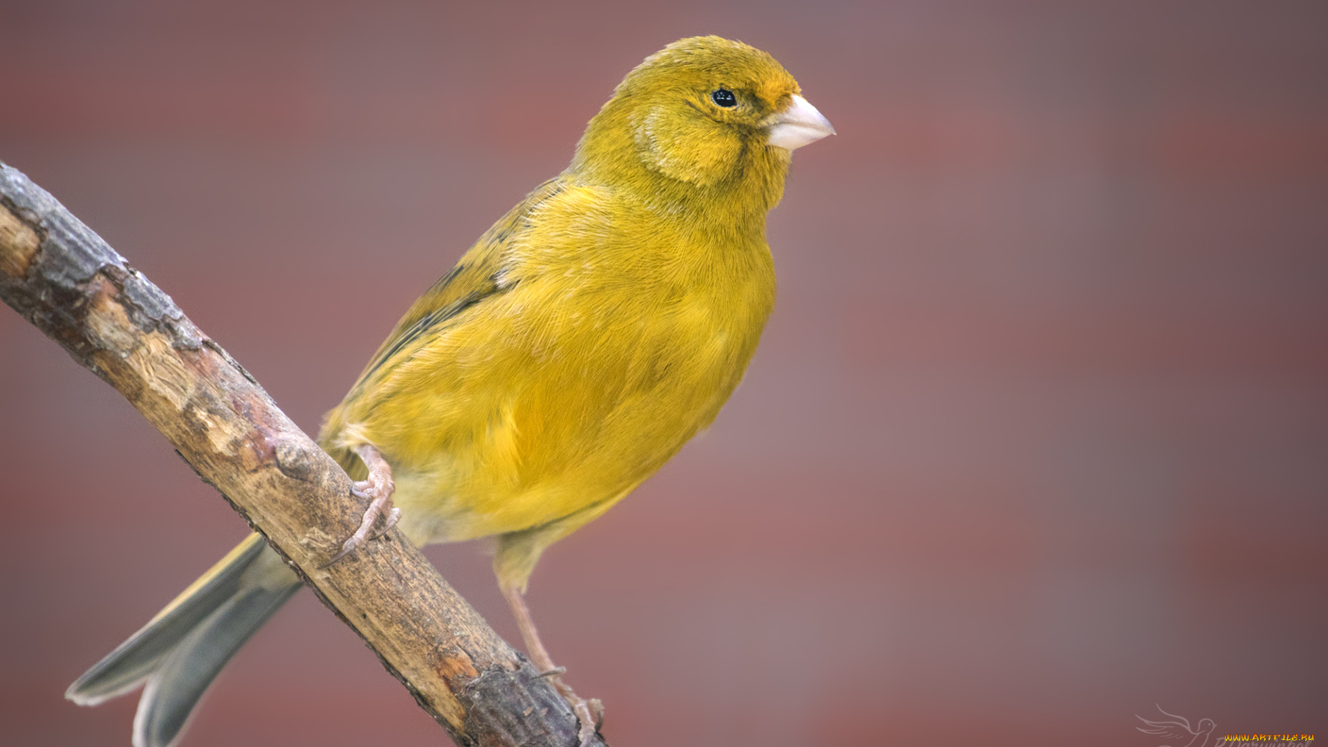 Серовато-желтая птичка