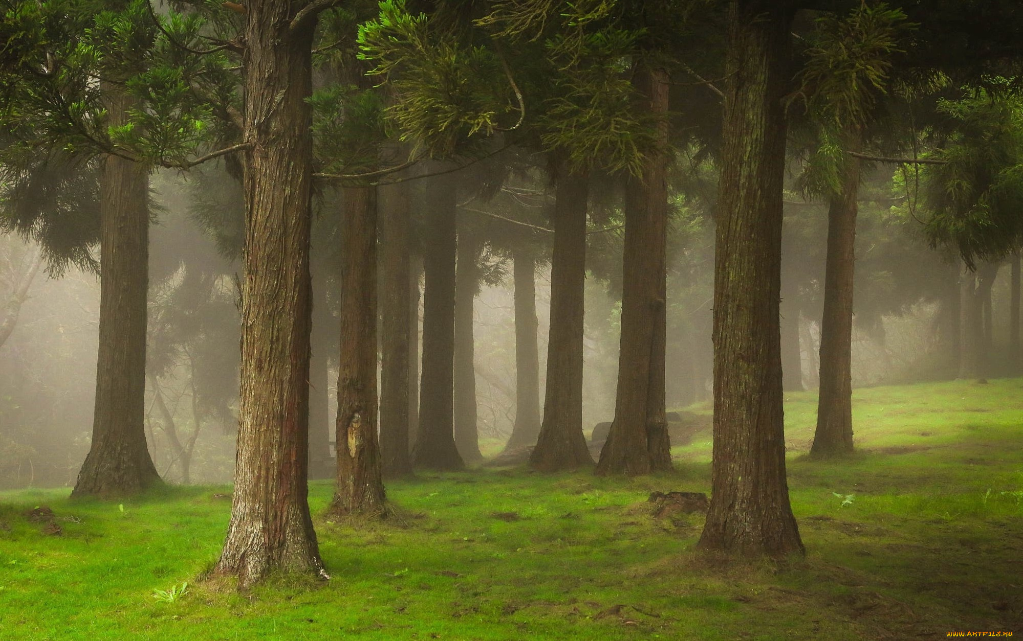 природа, лес, лето, туман