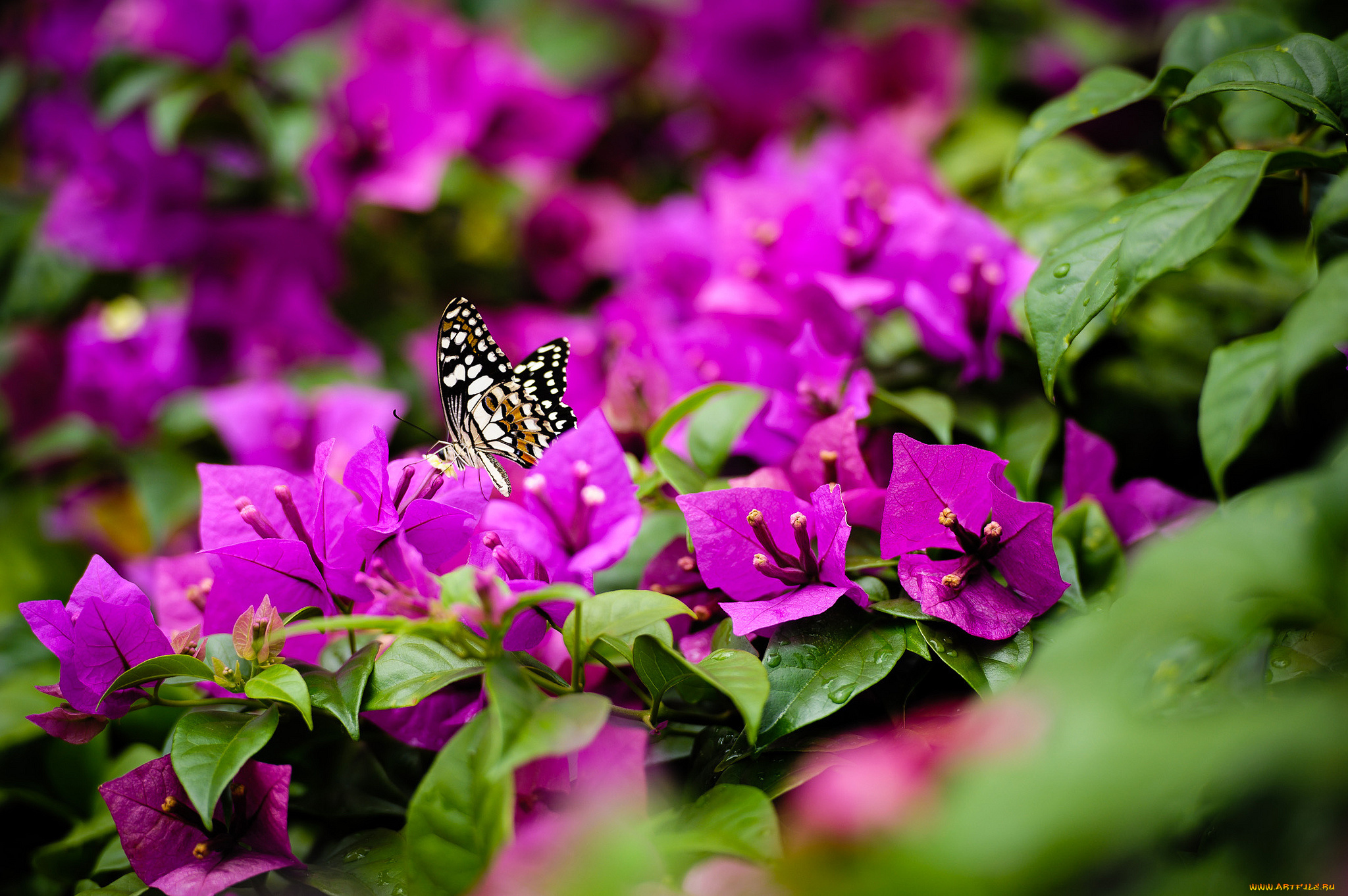 животные, бабочки, , мотыльки, , моли, природа, ярко-розовый, кустарник, цветы, бабочка
